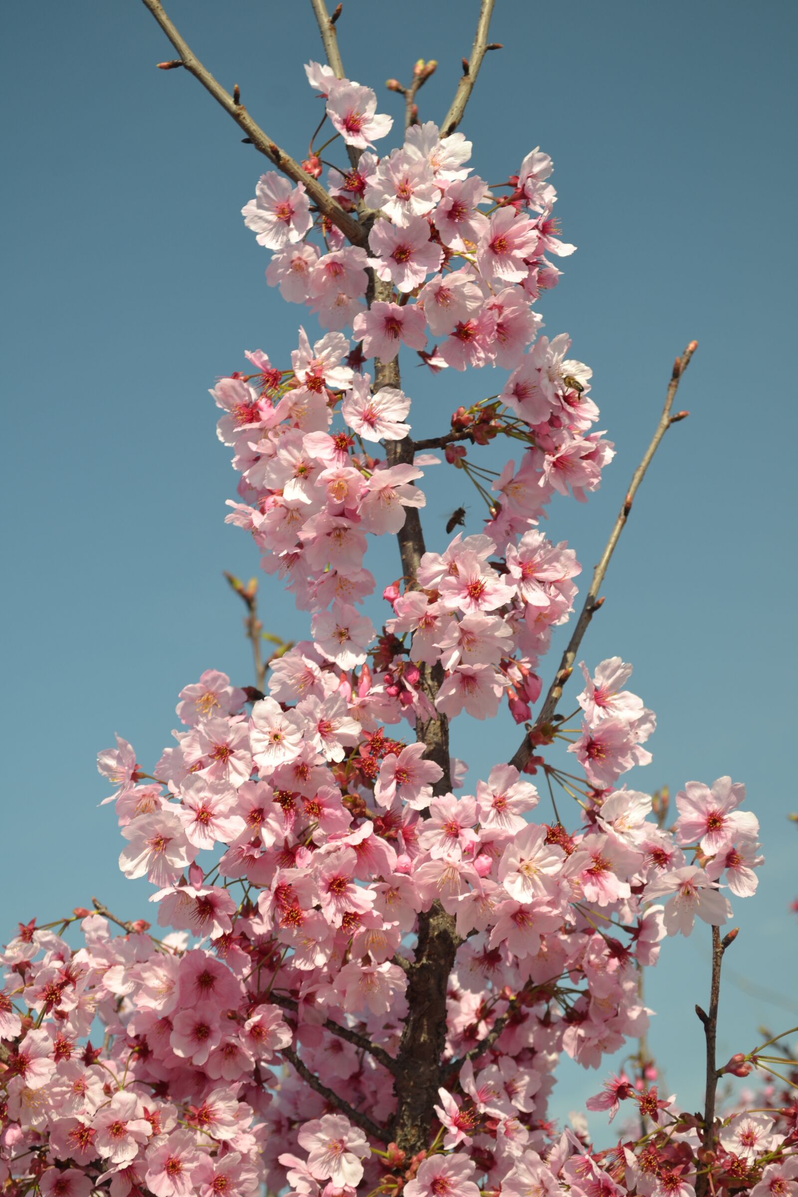 Nikon D3100 sample photo. Spring, flower, pink photography