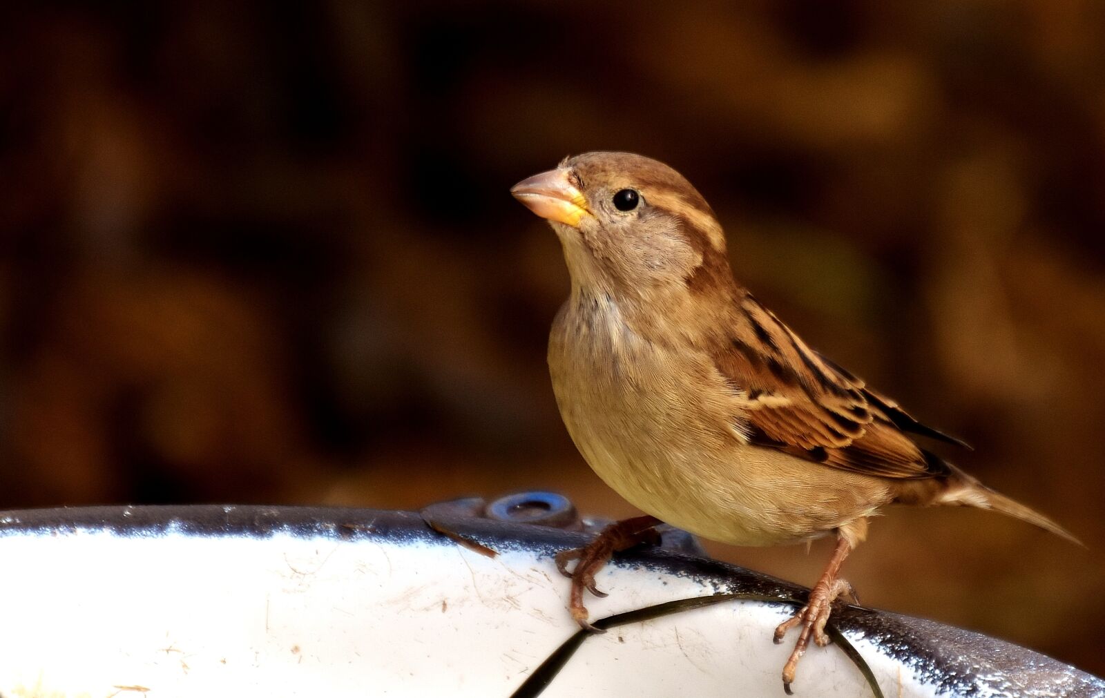 Nikon D7200 sample photo. Sparrow, small bird, cute photography