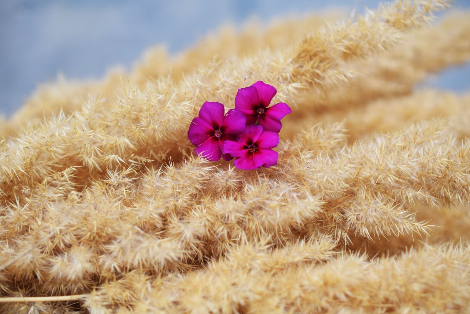 Nikon D5300 sample photo. Flowers, bouquet, decorative flower photography