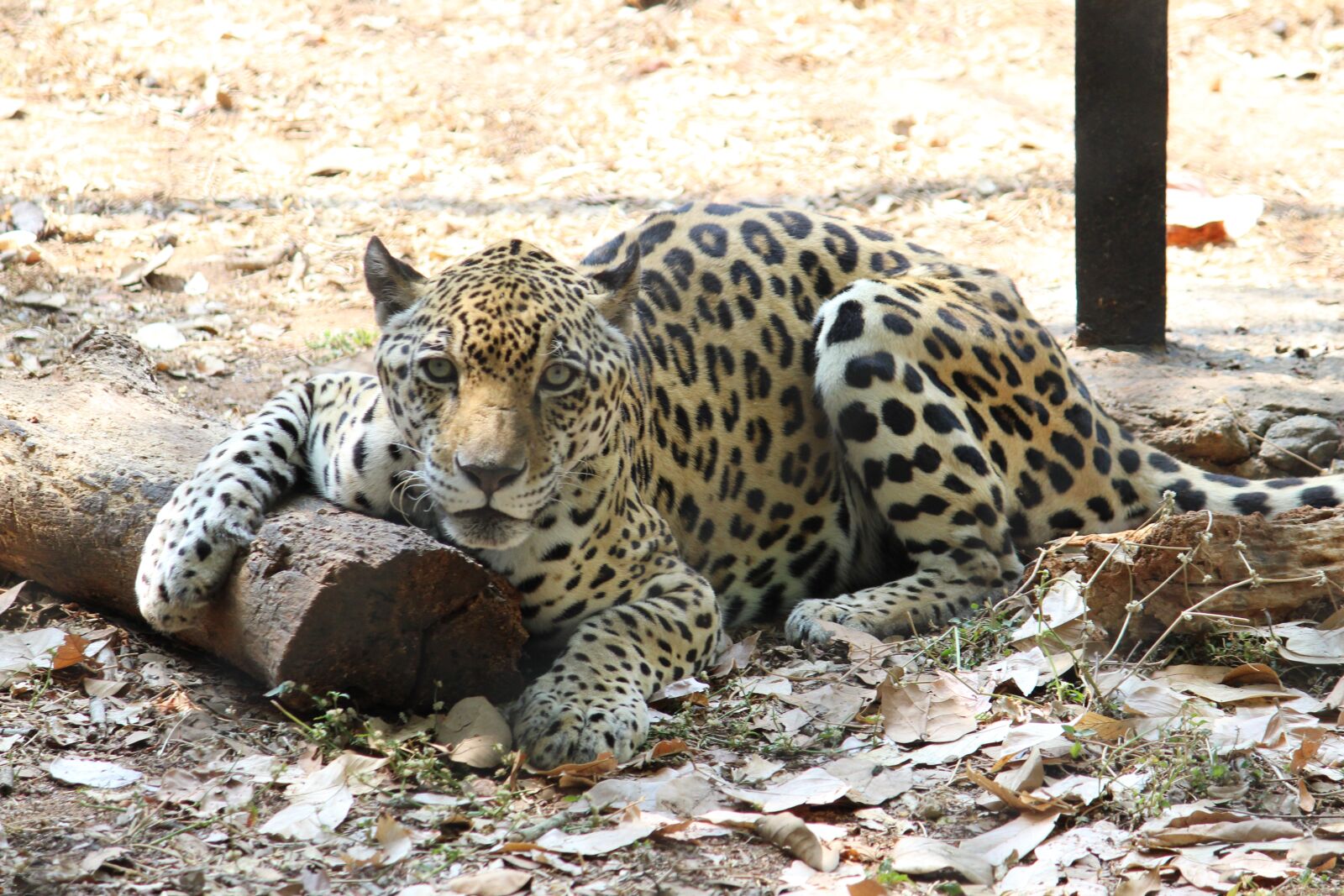 Canon EOS 1300D (EOS Rebel T6 / EOS Kiss X80) sample photo. Jaguar, animal, panther photography