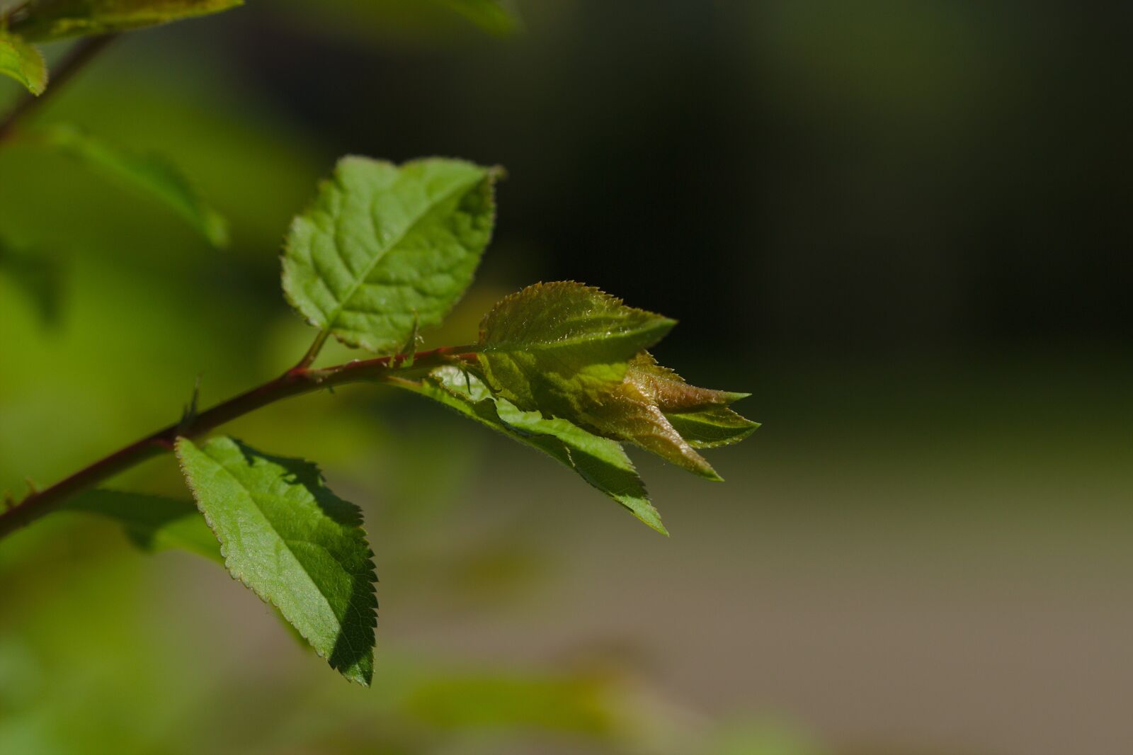 Canon EOS 600D (Rebel EOS T3i / EOS Kiss X5) sample photo. Leaf, green, spring photography