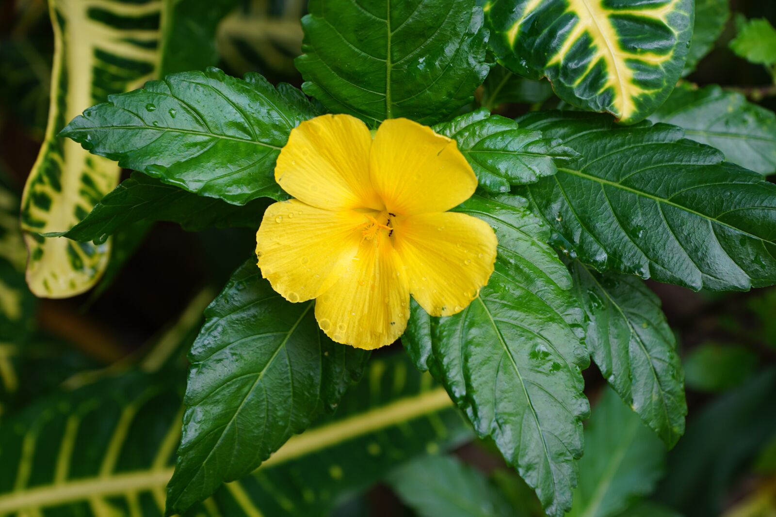 Sony DT 16-50mm F2.8 SSM sample photo. Flower, hibiscus, yellow photography