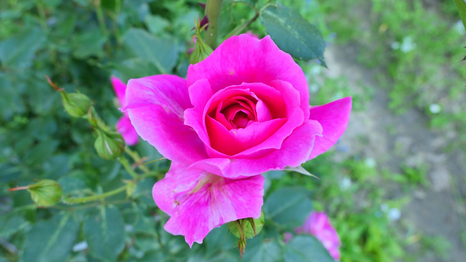 Panasonic Lumix DMC-LX10 (Lumix DMC-LX15) sample photo. Rose, flower, pink photography