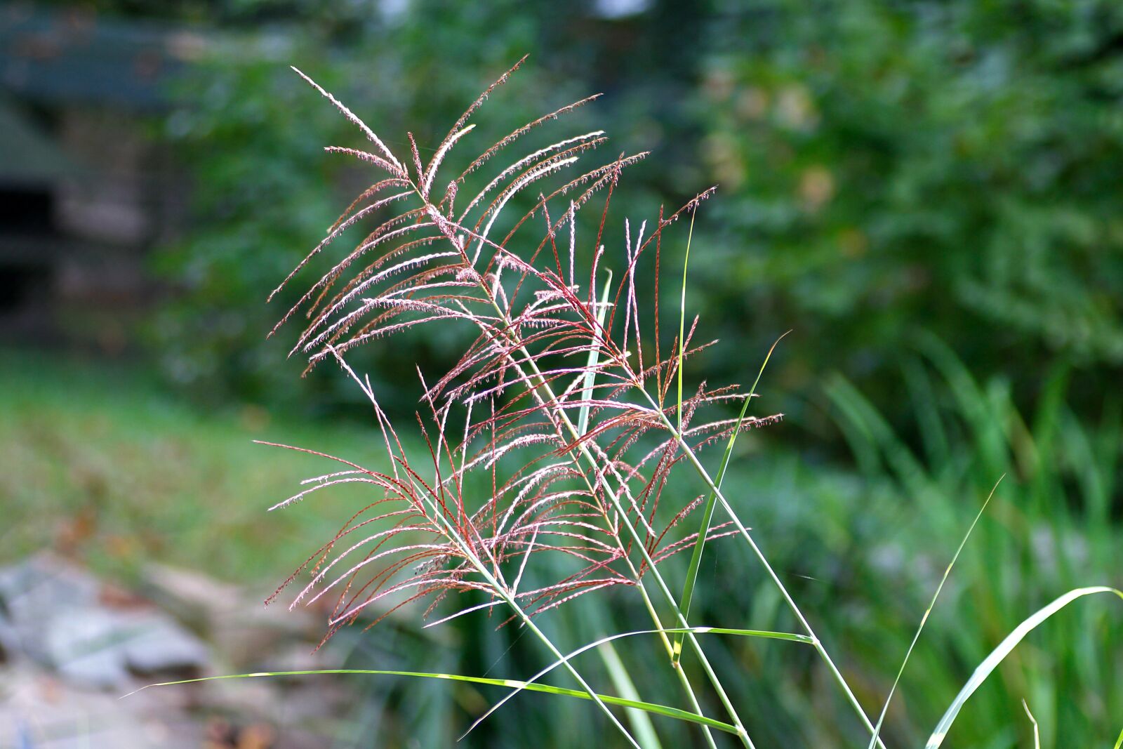 Canon EOS 650D (EOS Rebel T4i / EOS Kiss X6i) sample photo. Muhly grass, muhlenbergia, pink photography