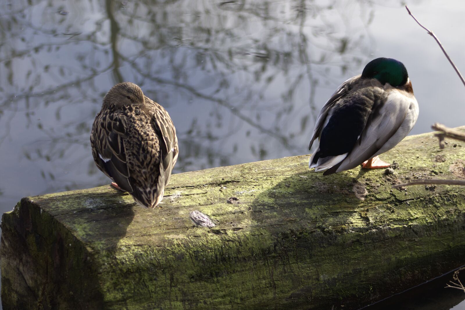 Canon EOS 800D (EOS Rebel T7i / EOS Kiss X9i) sample photo. Ducks, drake, duck couple photography
