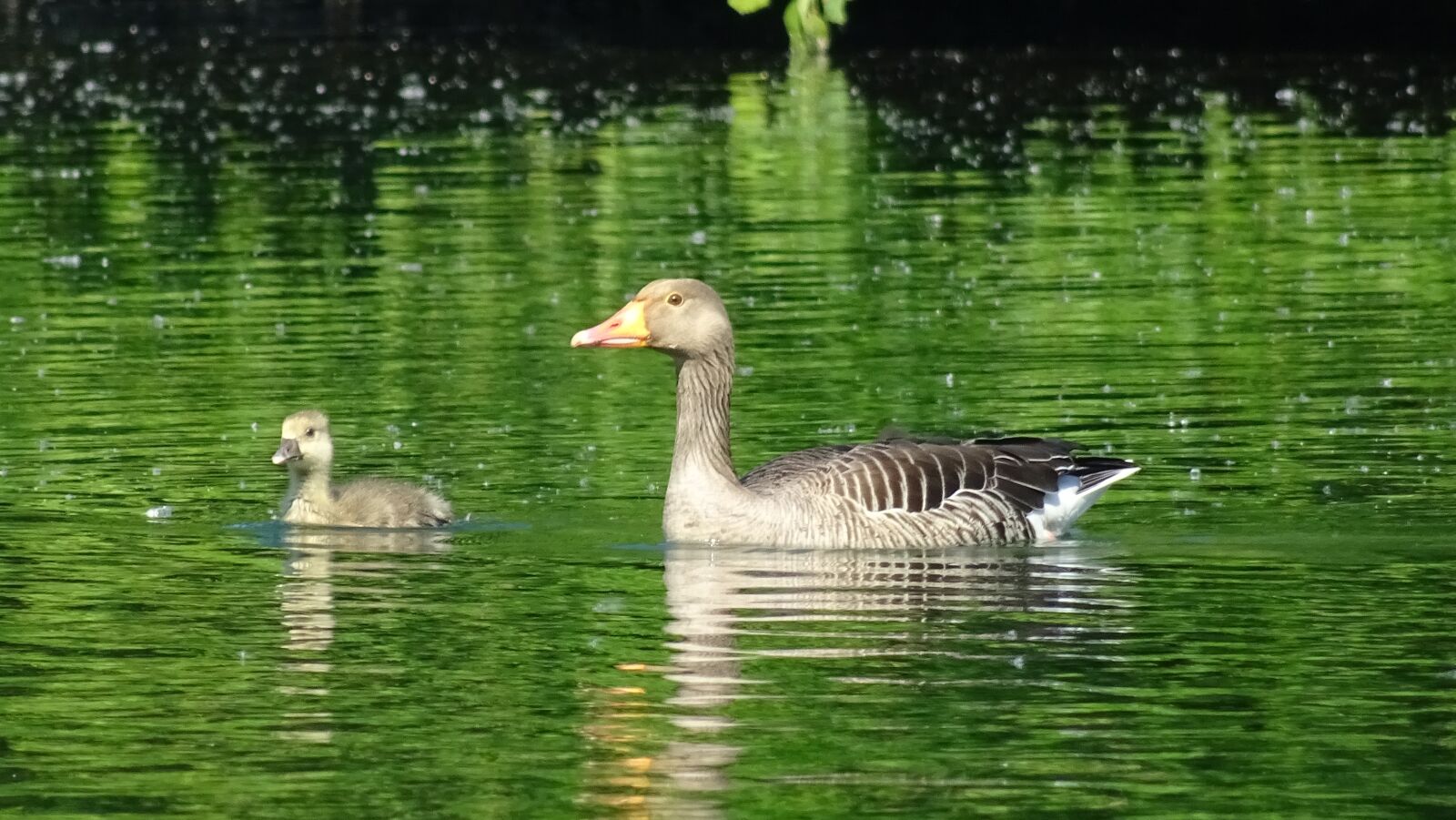 Sony DSC-HX60 sample photo. Wild, geese, birds photography