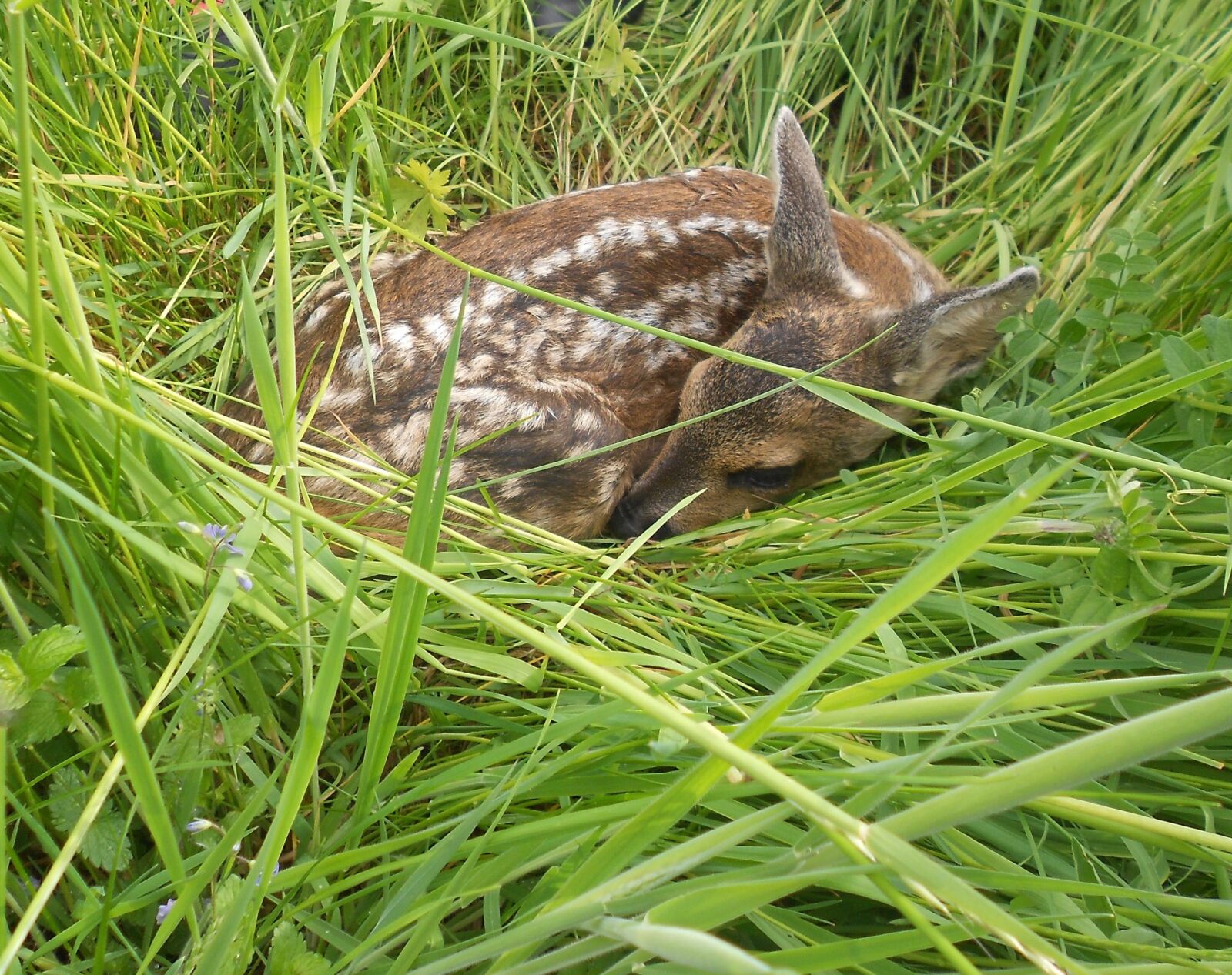 Nikon COOLPIX S2600 sample photo. Fawn, roe deer, young photography