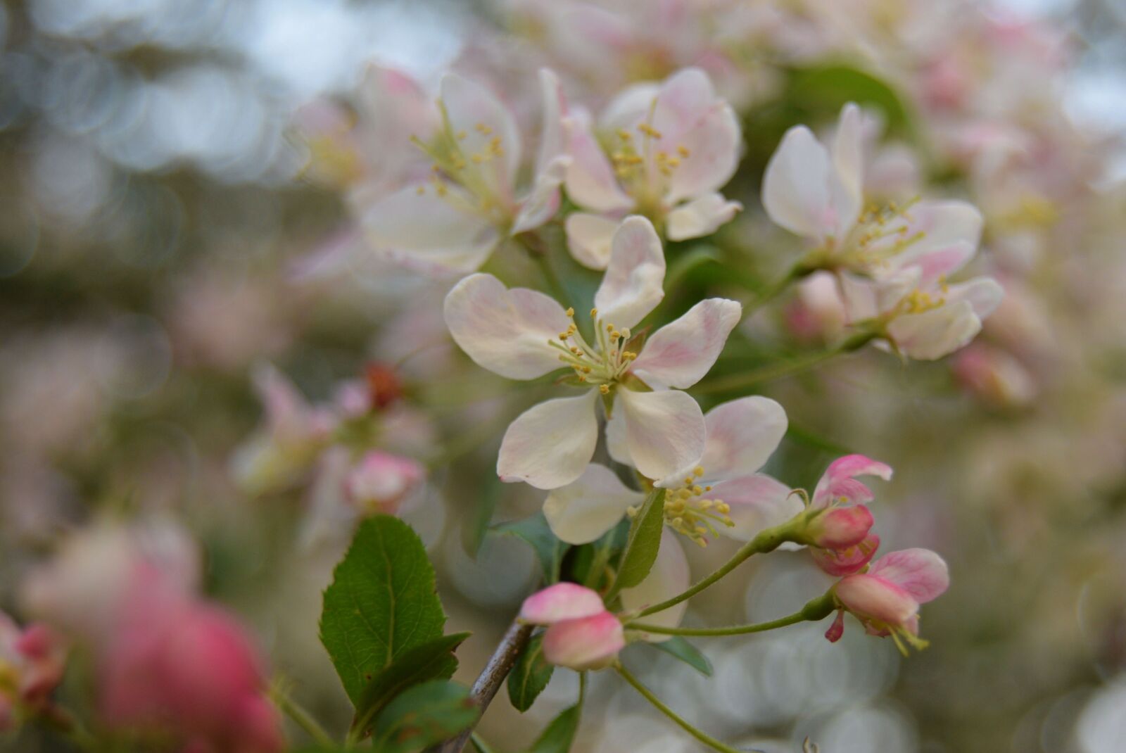 Nikon D3300 sample photo. Flower, white, apple blossom photography