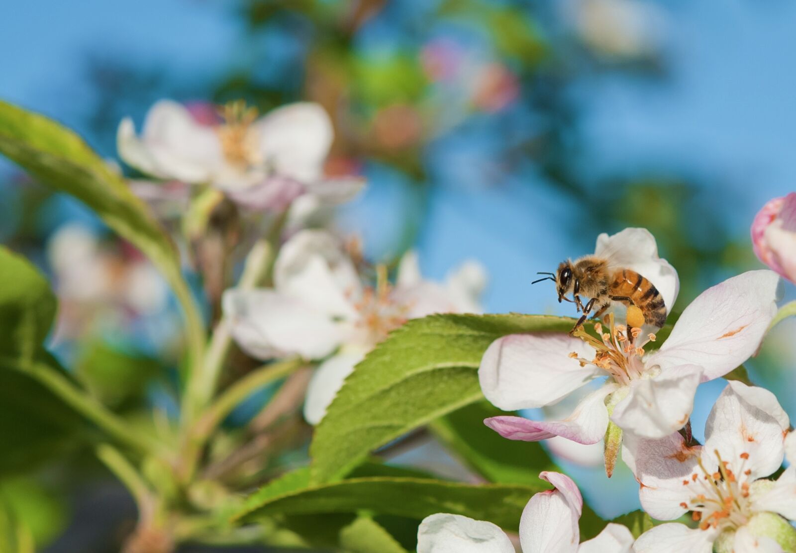 Nikon D700 sample photo. Flower, nature, flora photography