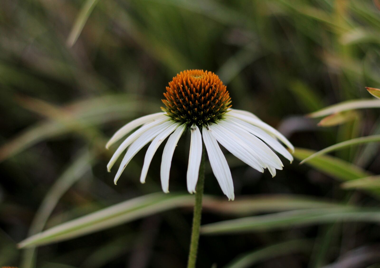 Canon EOS 600D (Rebel EOS T3i / EOS Kiss X5) + Canon EF 50mm F1.8 STM sample photo. Echinacea, sun hat, white photography