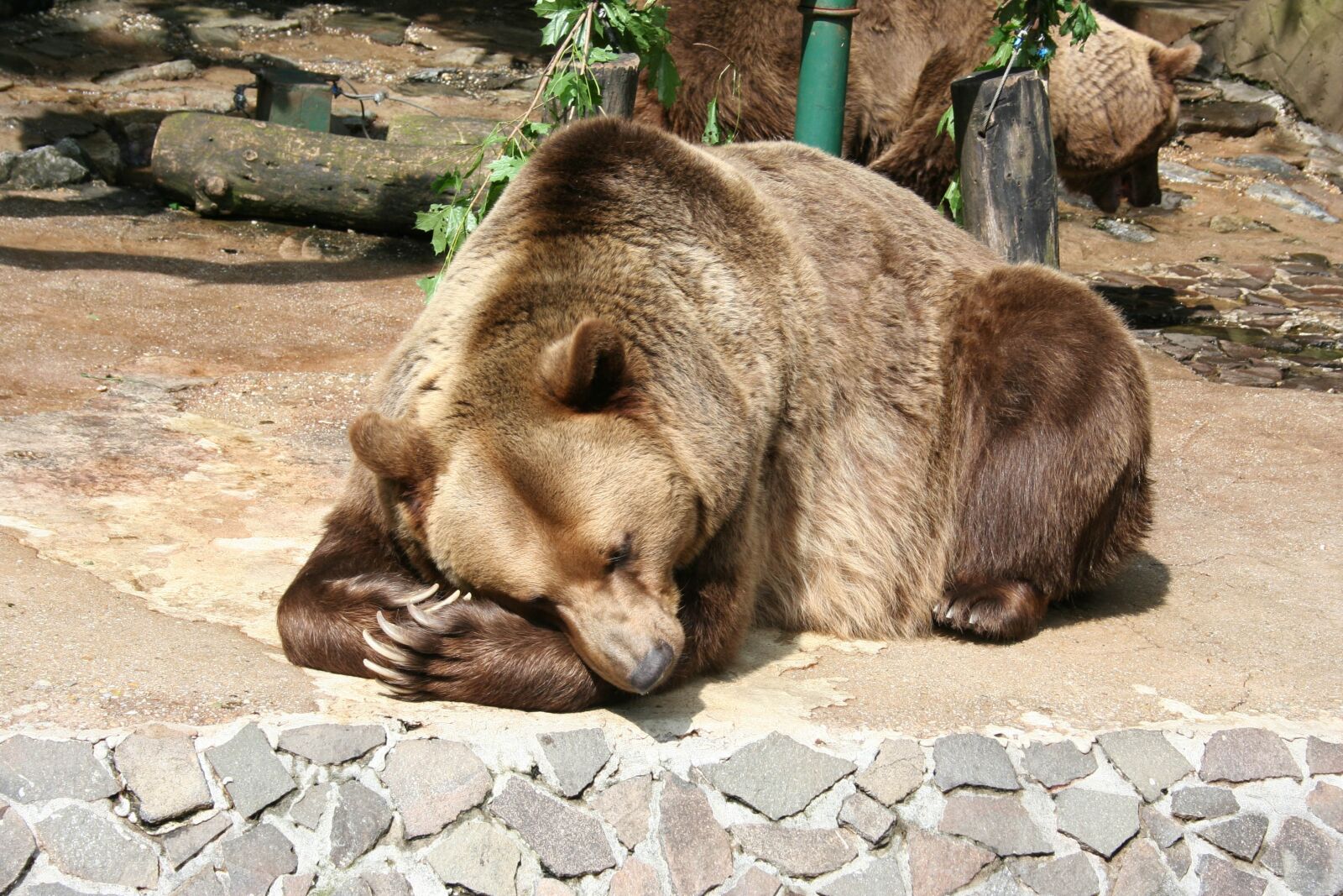 Canon EOS 350D (EOS Digital Rebel XT / EOS Kiss Digital N) sample photo. A bear, animal, the photography