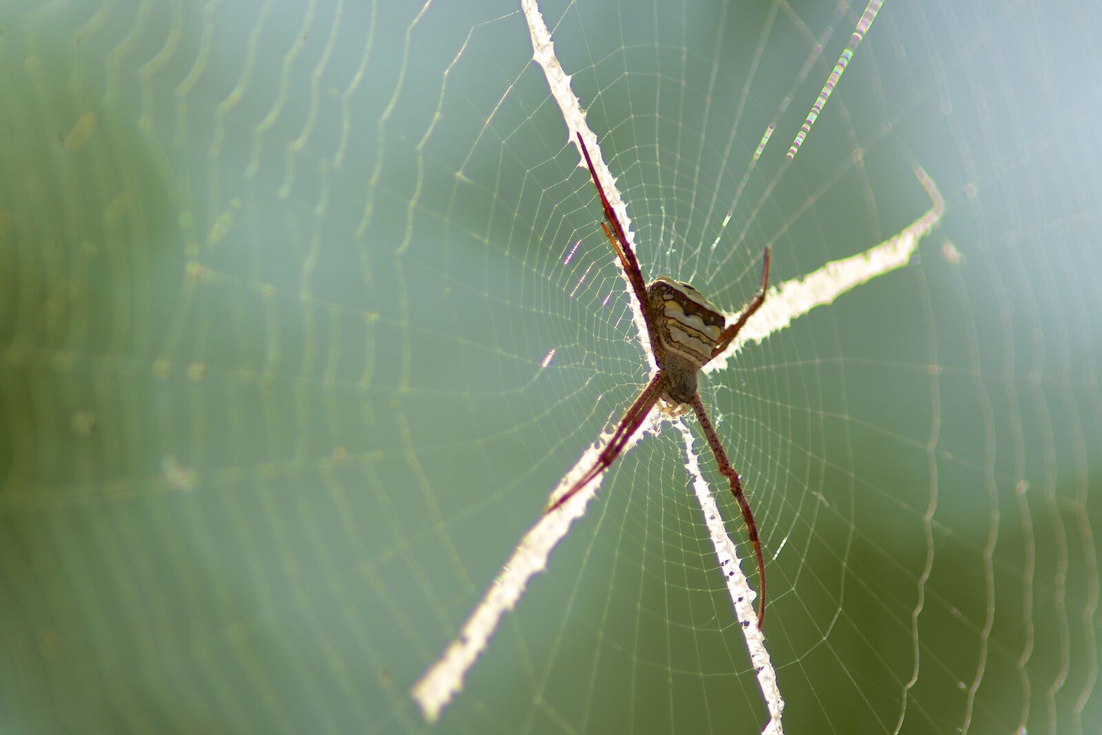 Nikon D7100 sample photo. Spider, the spider, insects photography