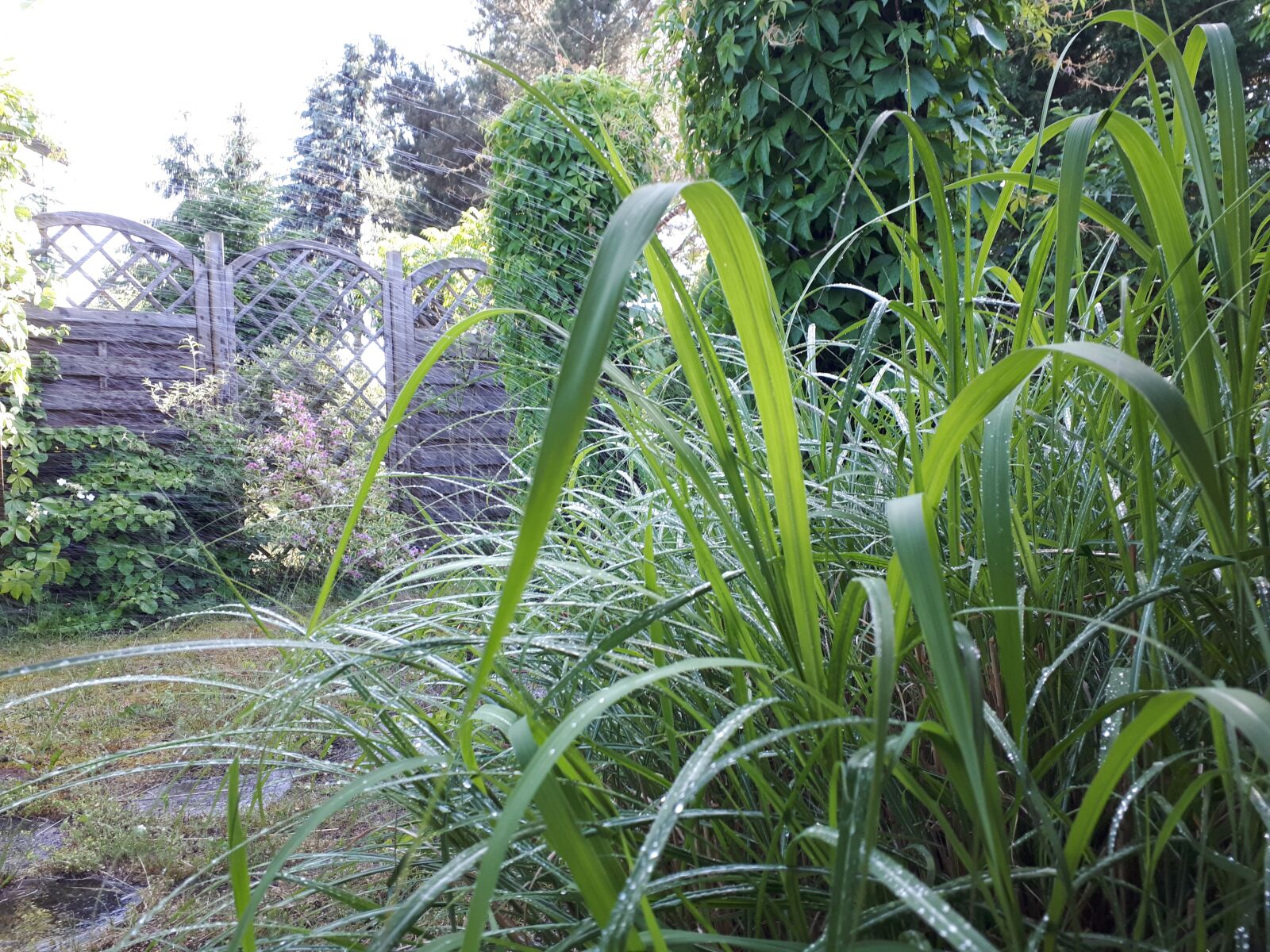 Samsung Galaxy A5(2017) sample photo. Garden, grass, spring photography