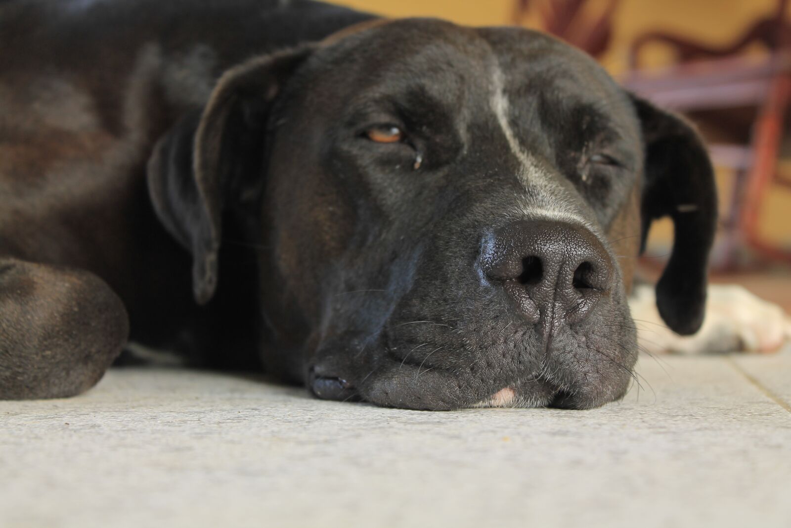 Canon EOS 1100D (EOS Rebel T3 / EOS Kiss X50) sample photo. Dog, look, pet photography