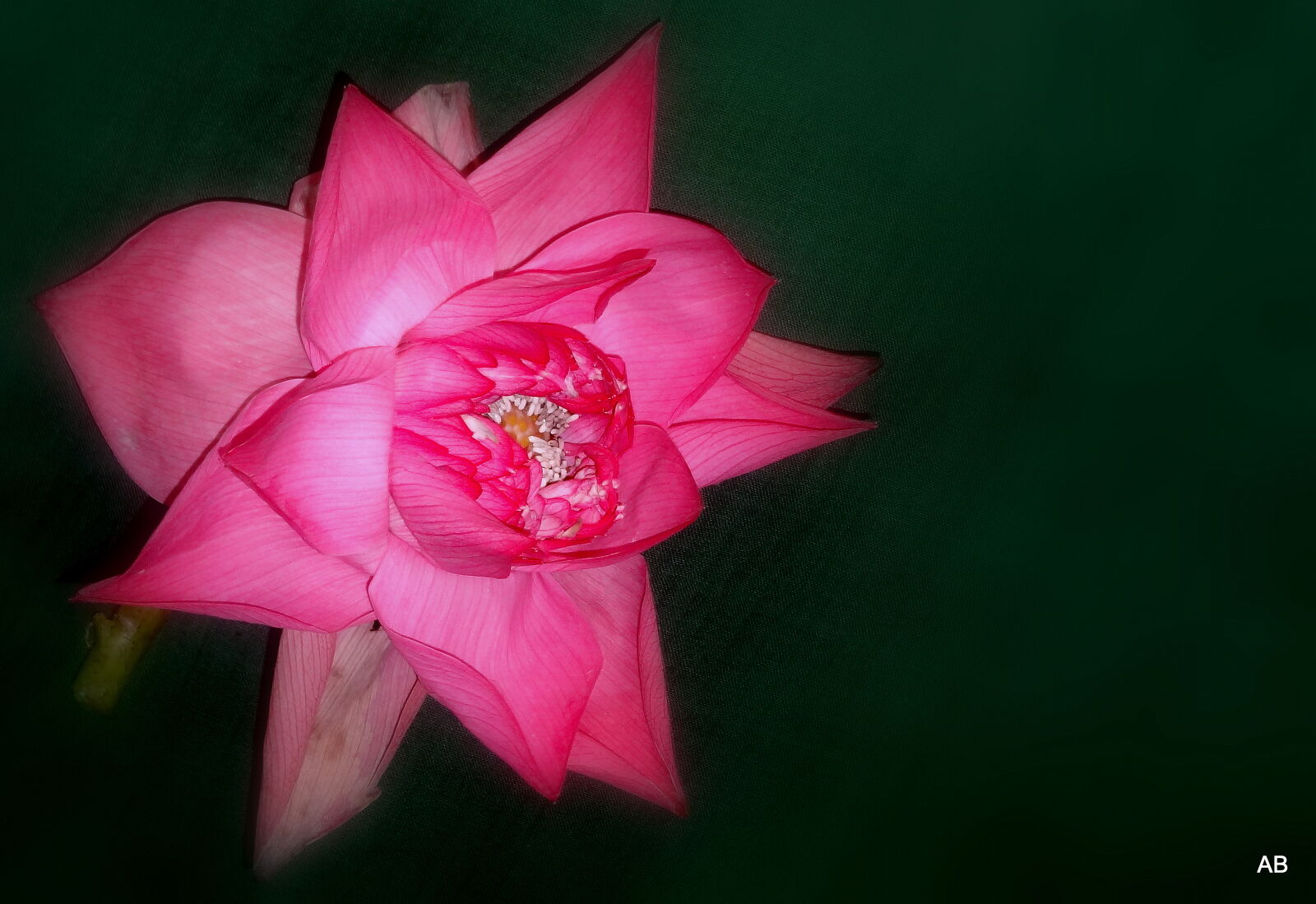 Sony Cyber-shot DSC-HX9V sample photo. Close, up, of, flower photography