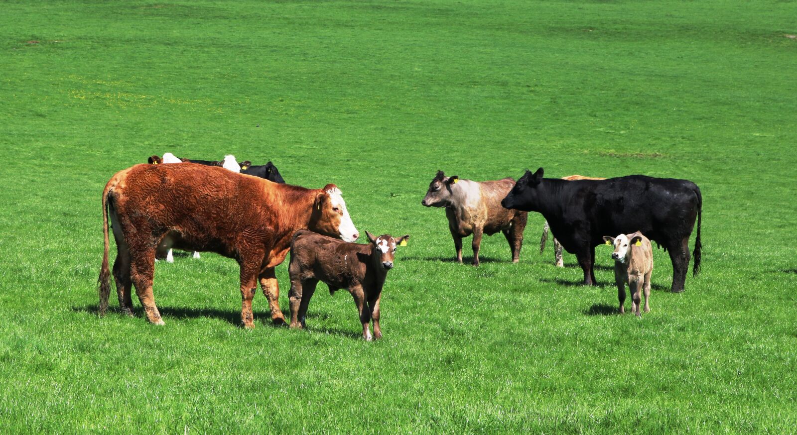Canon EOS 750D (EOS Rebel T6i / EOS Kiss X8i) sample photo. Cattle, calves, calfs photography