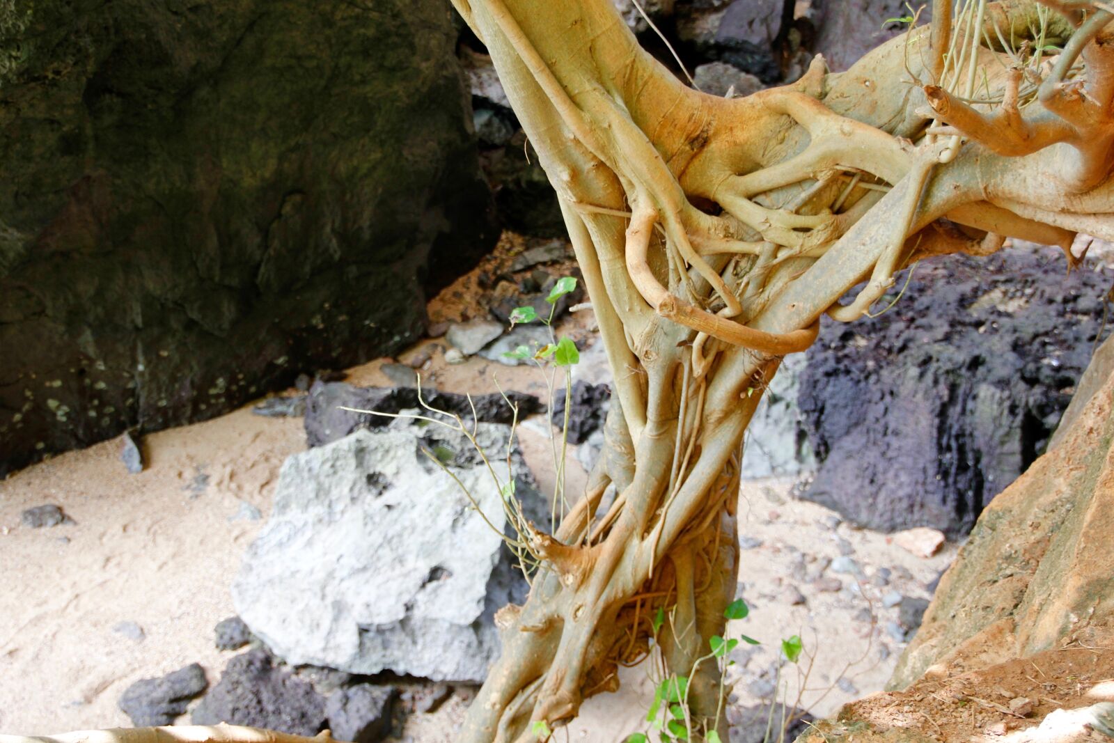Canon EOS 60D sample photo. Root, tree, old photography
