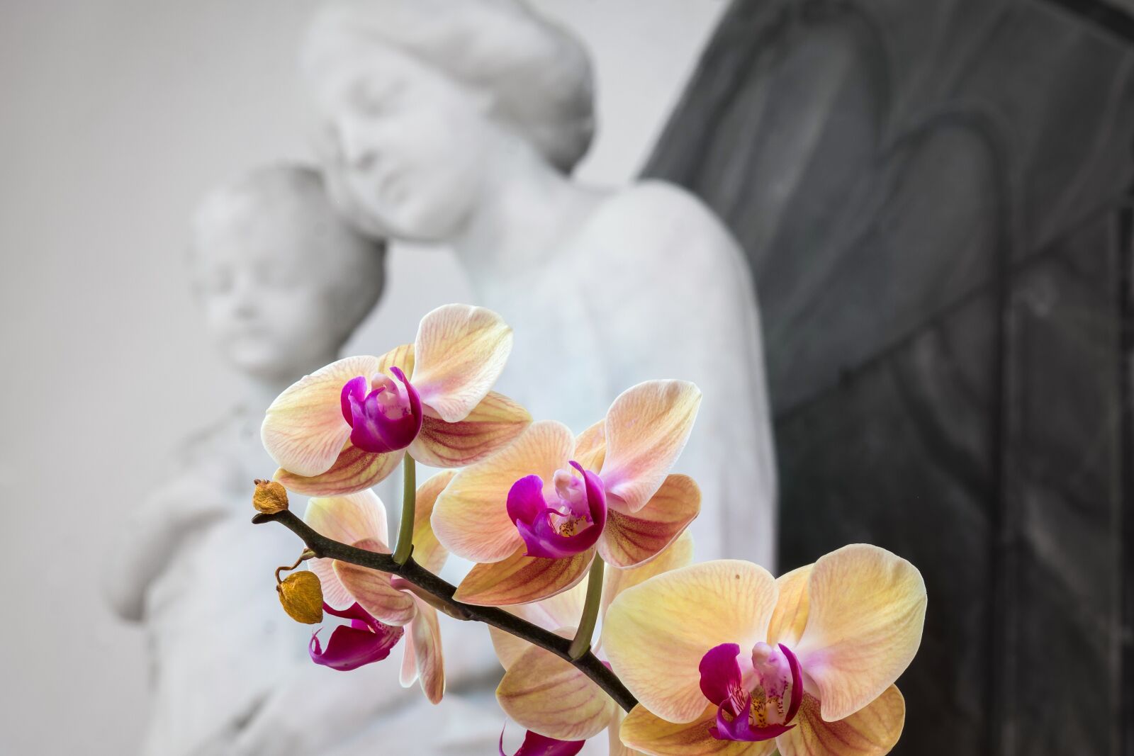 Samsung NX300M sample photo. Orchid, maria, jesus photography