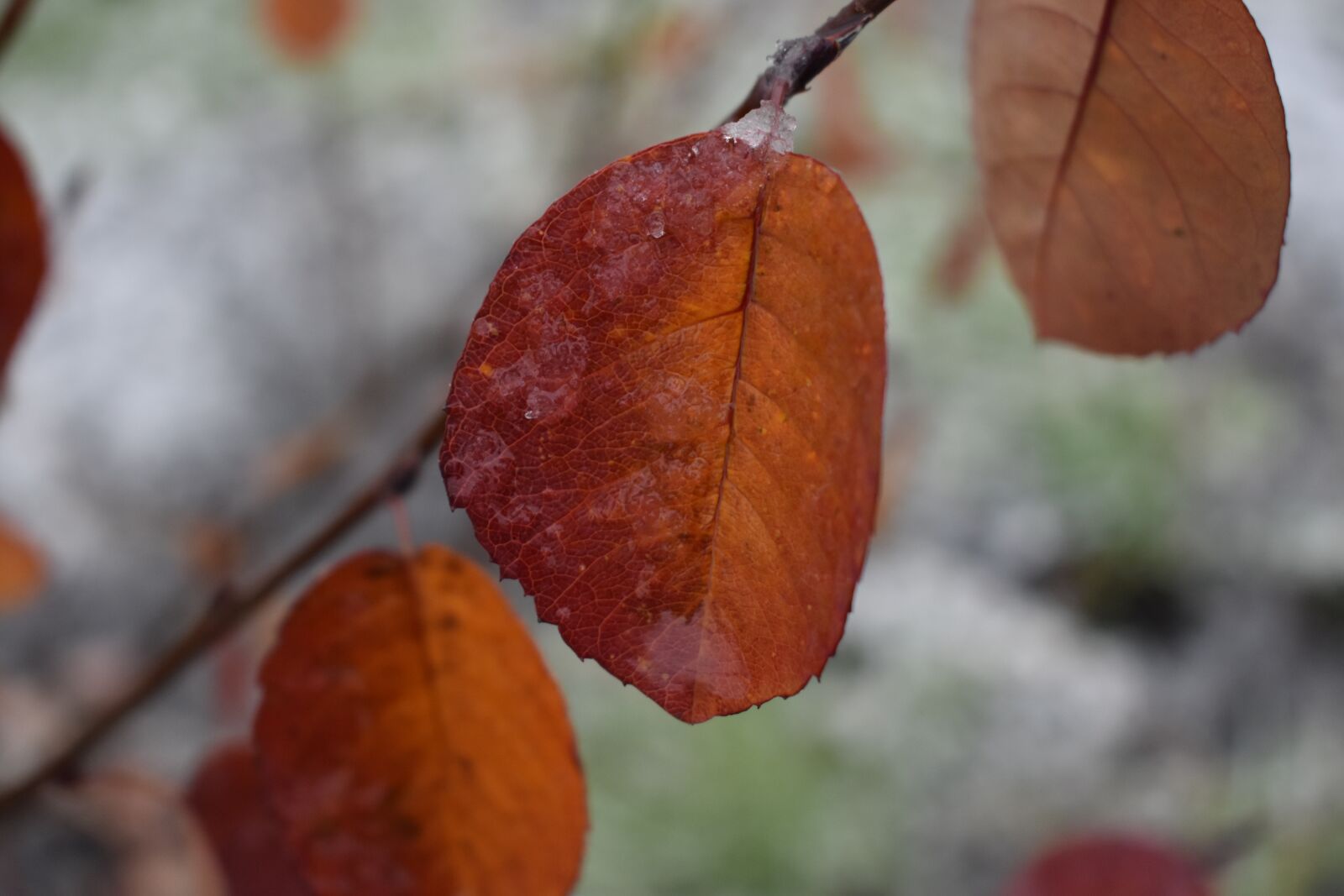 Nikon D3400 sample photo. Sheet, color, snow photography