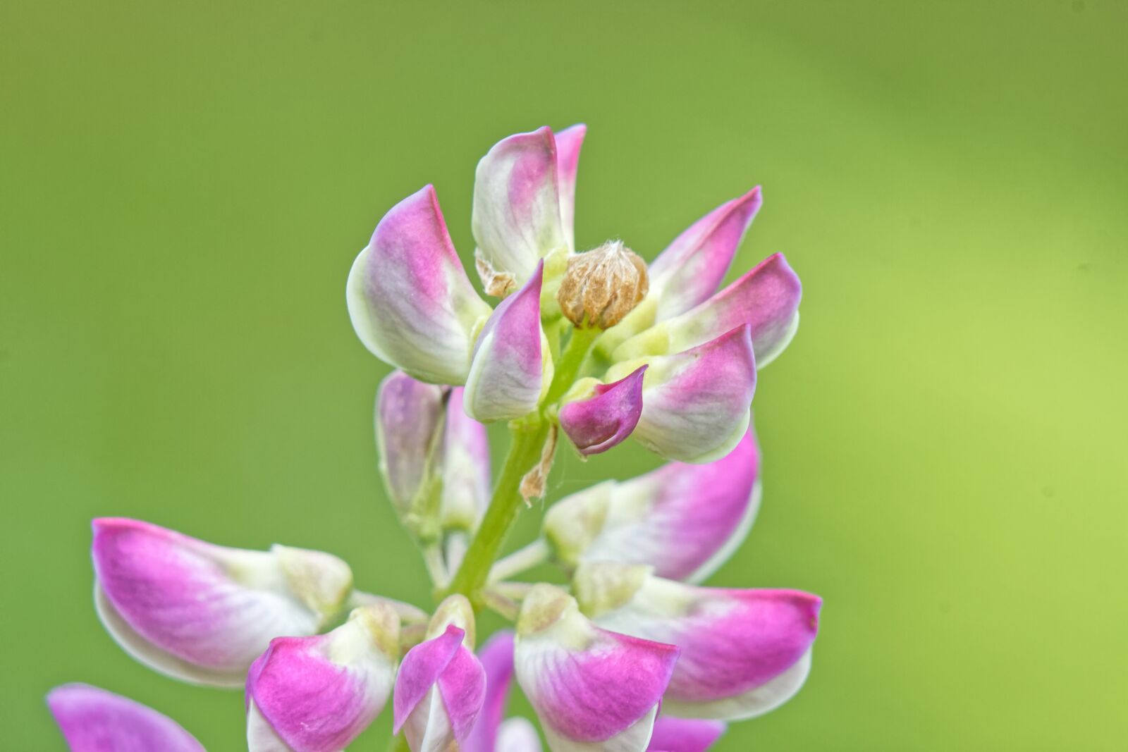 Canon EOS 500D (EOS Rebel T1i / EOS Kiss X3) sample photo. Macro, flowers, lupine photography