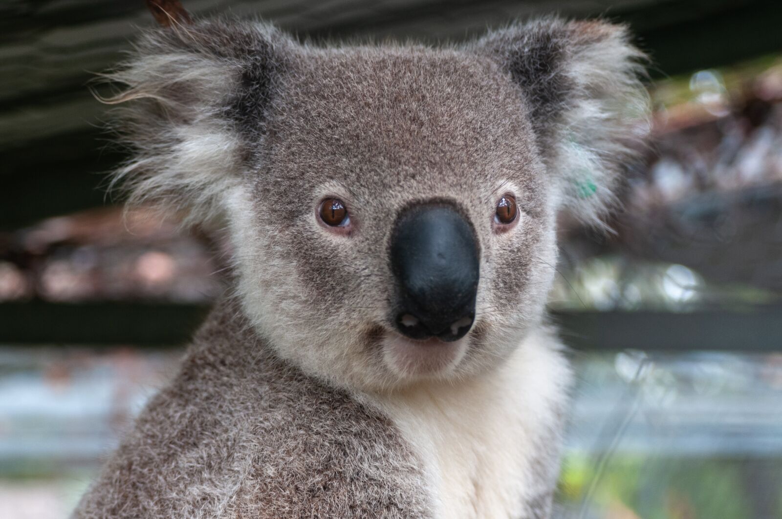 Nikon D300 sample photo. Australia, animals, koala photography