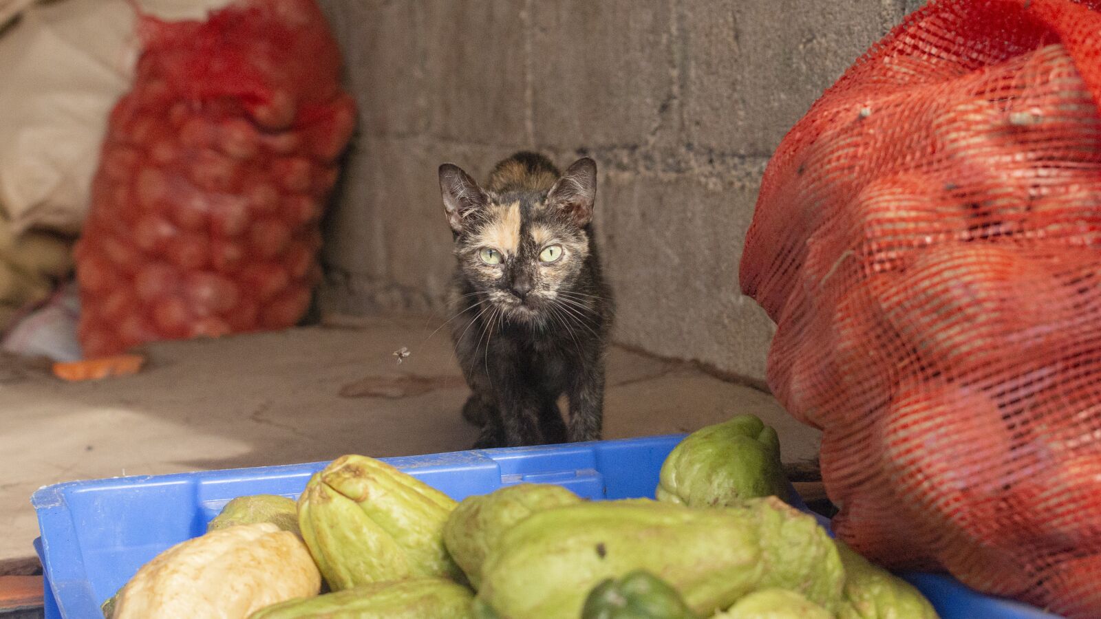 Canon EOS 70D sample photo. Cat, healthy, cat healthy photography