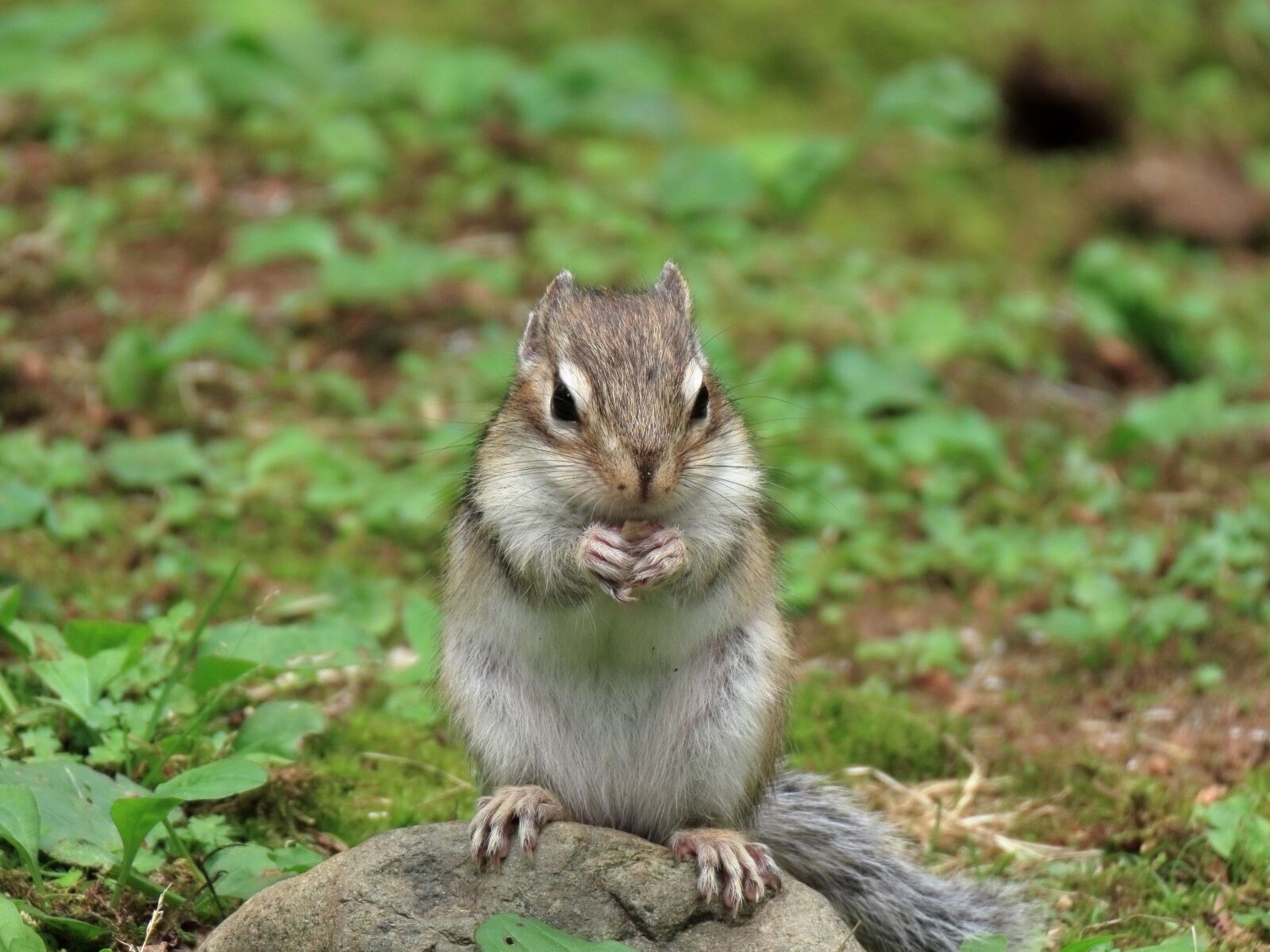 Canon PowerShot SX70 HS sample photo. Animal, squirrel, chipmunk photography