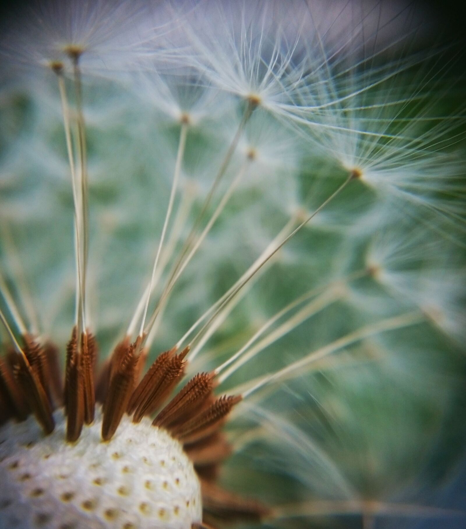 Sony Xperia Z3 sample photo. Macro, dandelion, flower photography