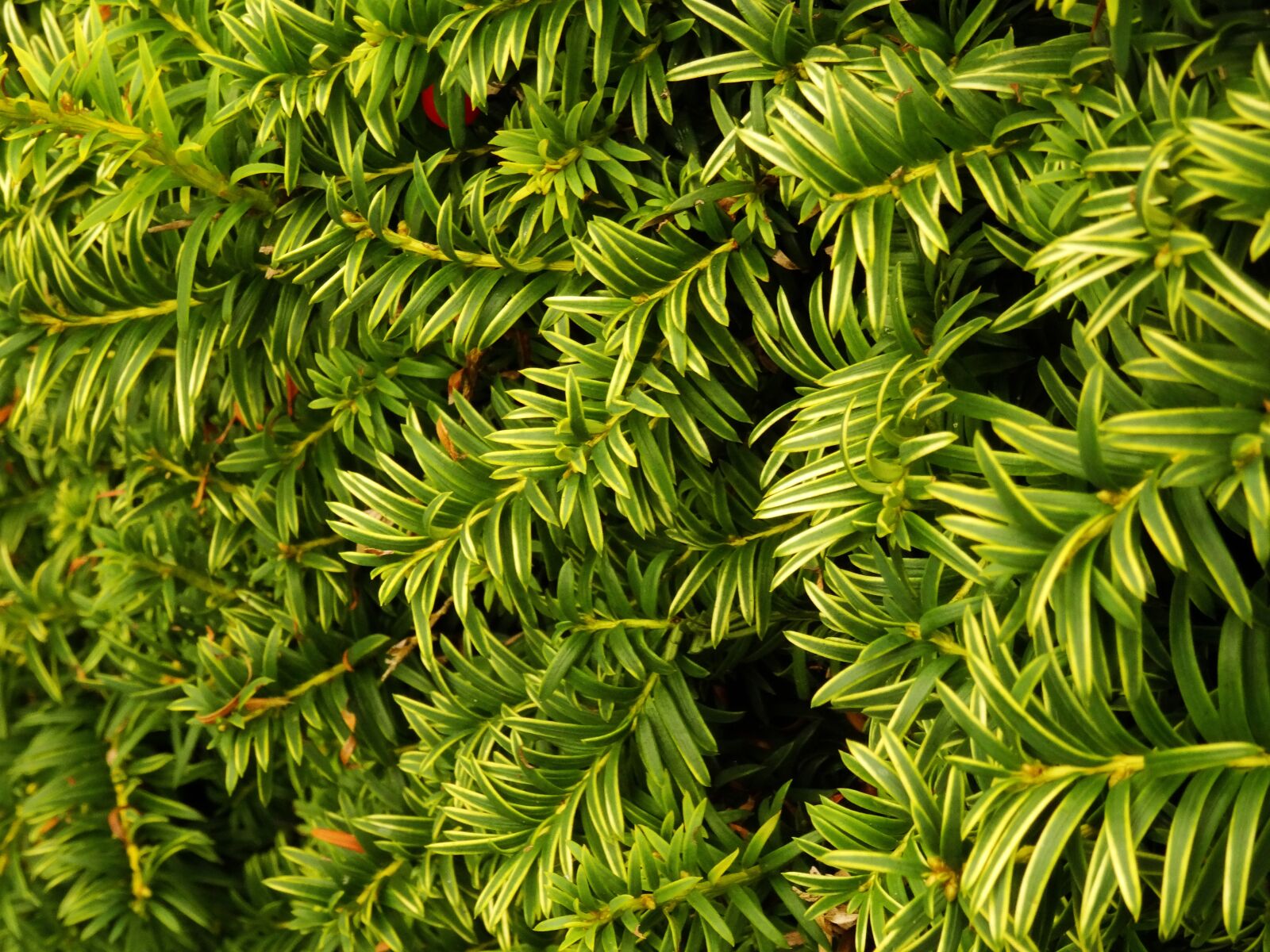 Sony DSC-HX50 sample photo. Leaves, hedge, bush photography