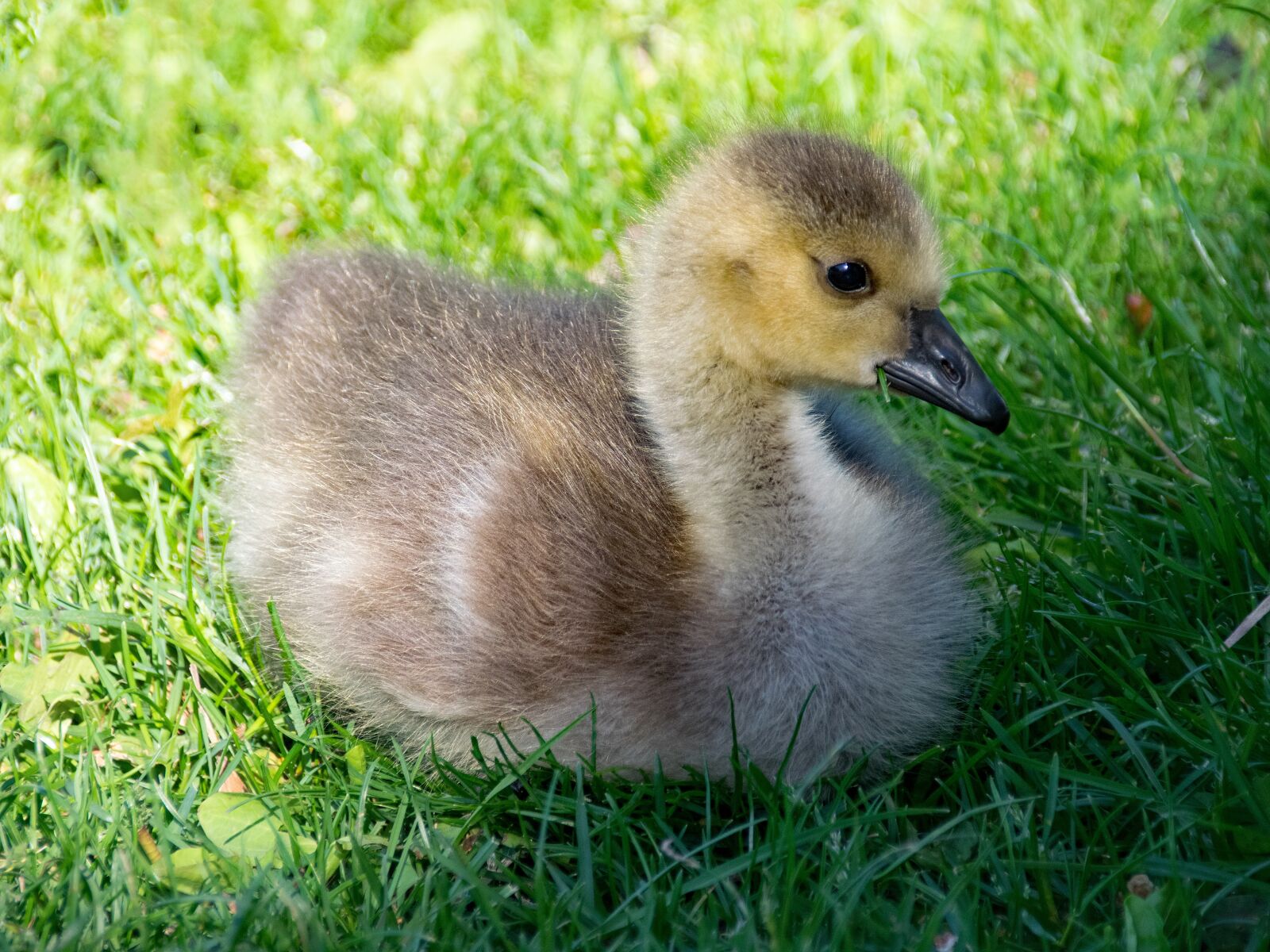 Nikon D5300 sample photo. Canada goose, goose, branta photography