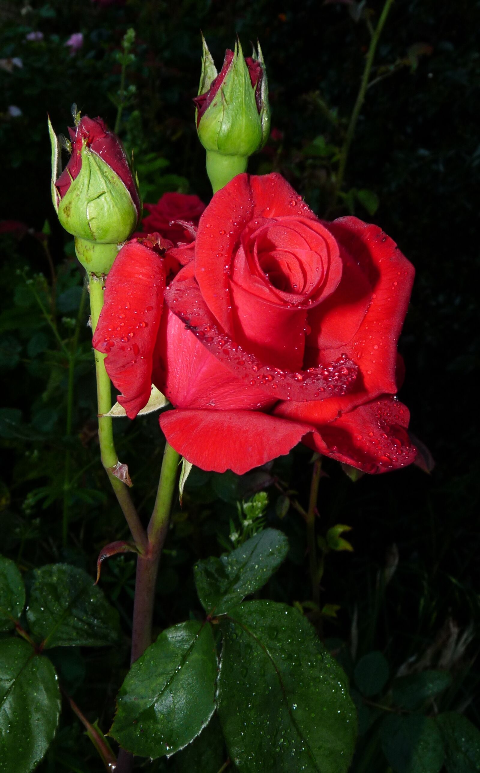 Panasonic Lumix DMC-FZ28 sample photo. Red rose, romantic, flower photography