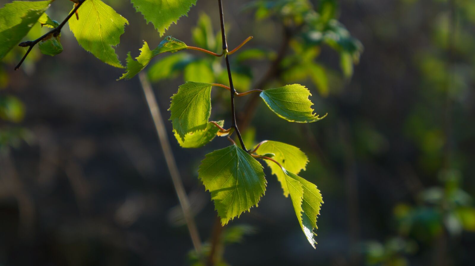 Sony Alpha a3000 + Sony E 18-55mm F3.5-5.6 OSS sample photo. Nature, plants, sprig photography