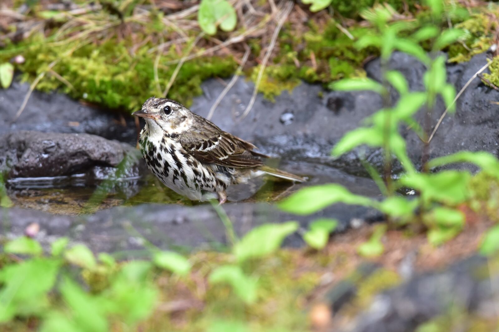 Nikon D810 sample photo. Natural, wild animals, animal photography