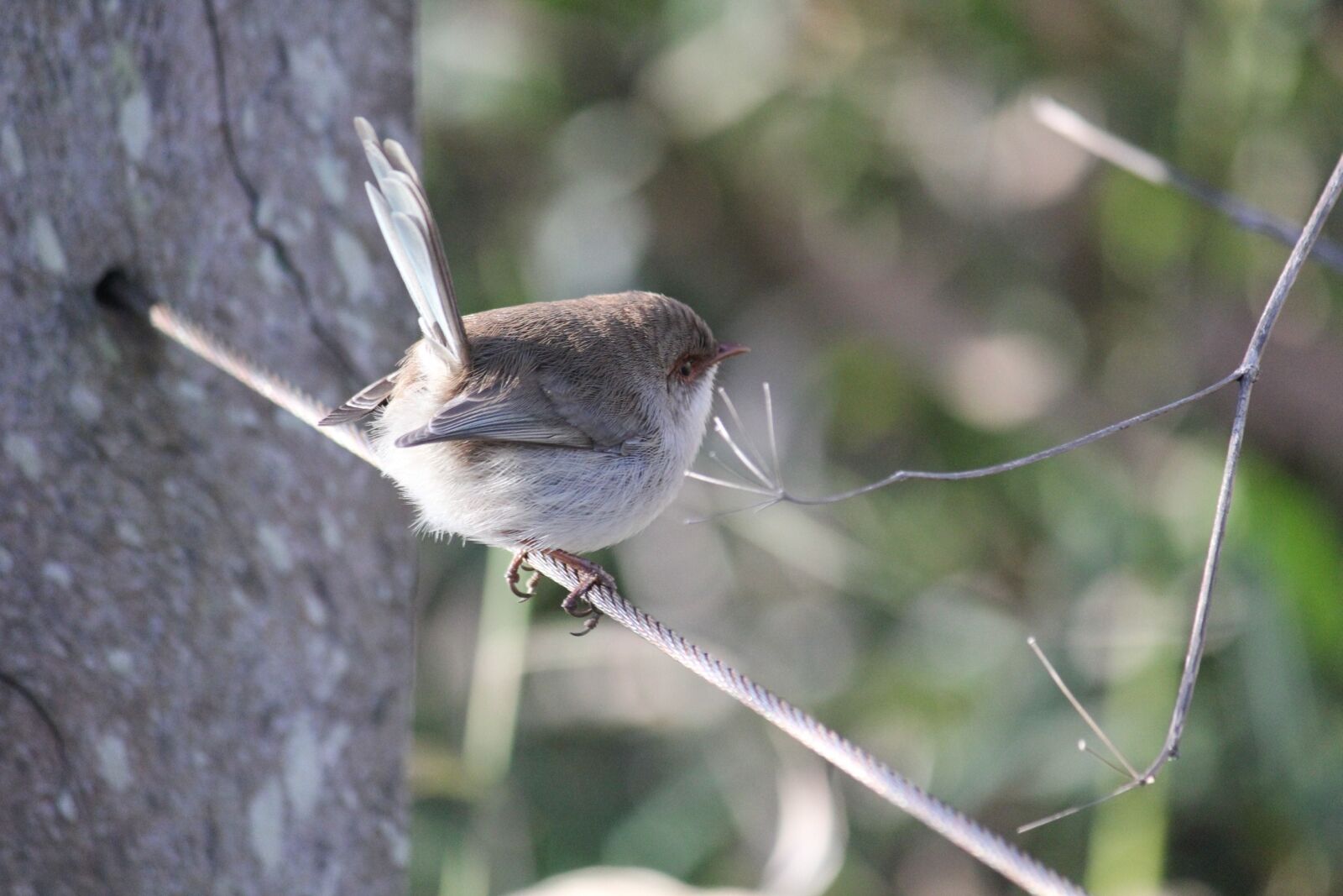 Canon EOS 550D (EOS Rebel T2i / EOS Kiss X4) sample photo. Bird, splendid fairywren, female photography
