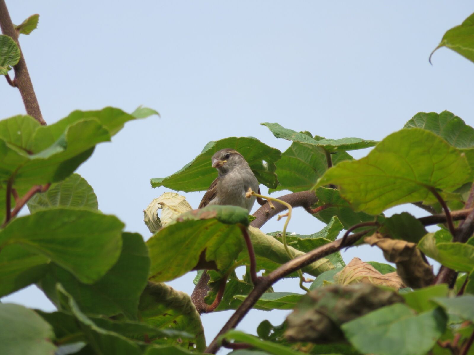 Canon PowerShot SX700 HS sample photo. Mus, bird, nature photography