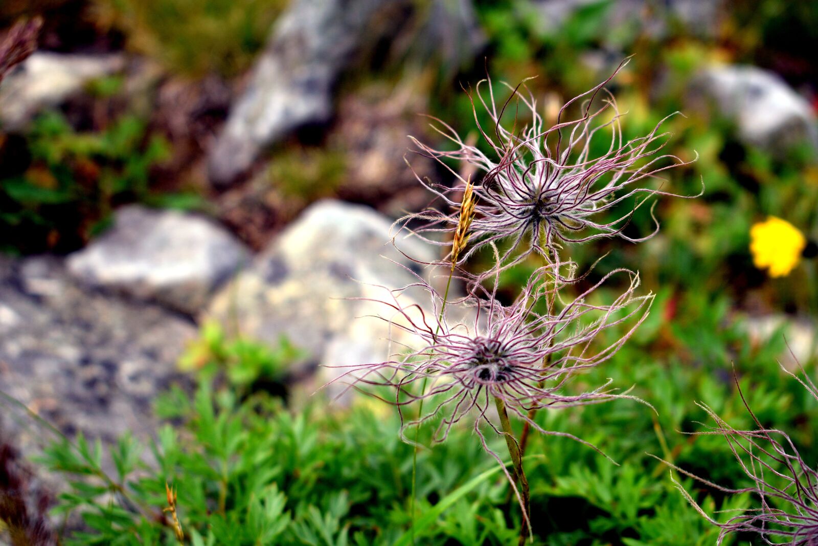 Nikon D3300 sample photo. Flower, mountain, nature photography