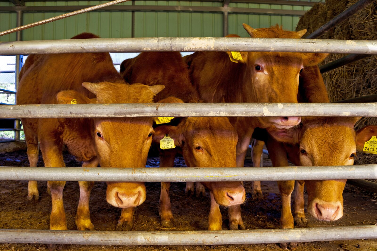 Nikon D3S sample photo. Cow, livestock, animals photography