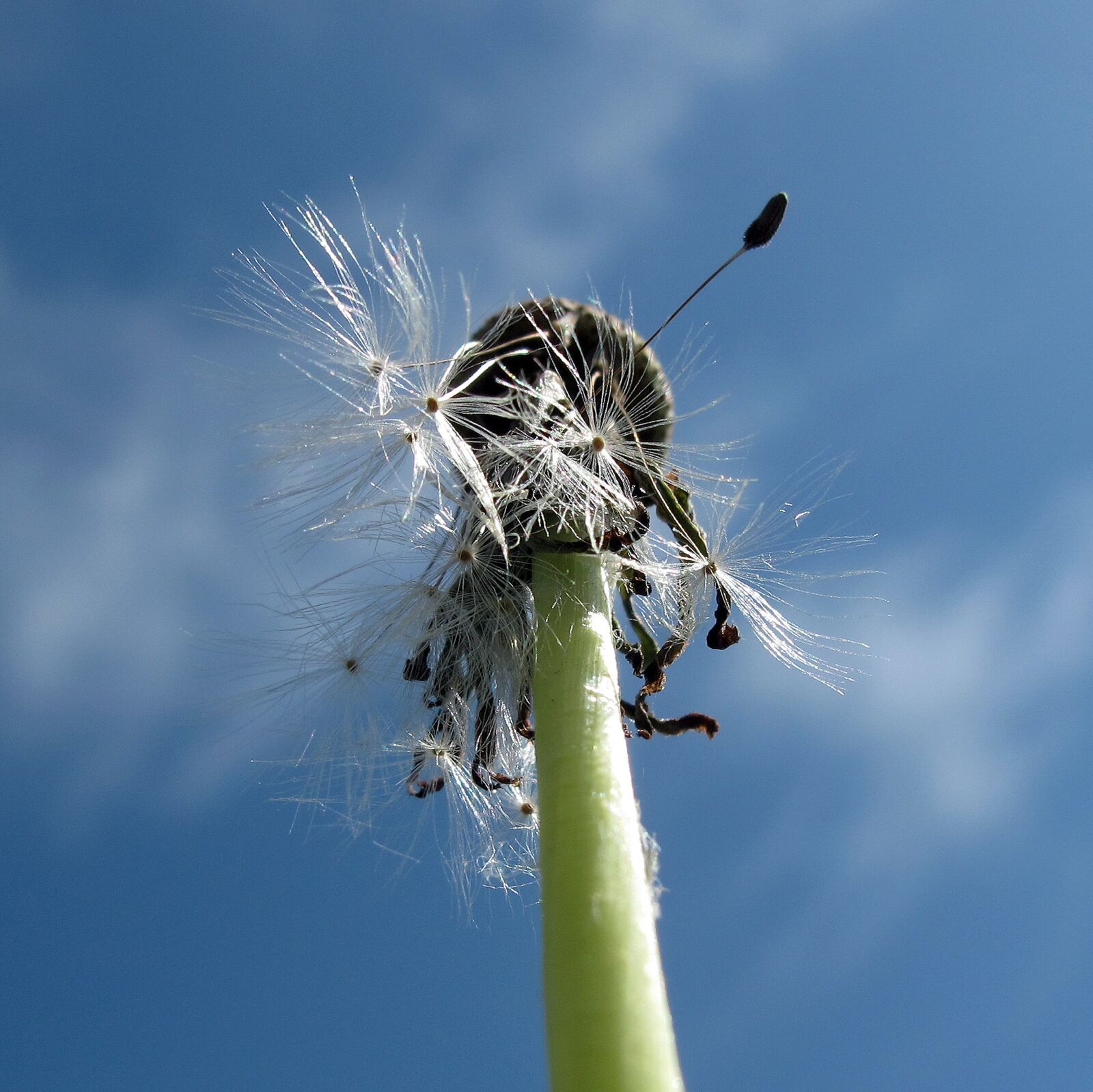 Canon PowerShot G12 sample photo. Dandelion, low angle shot photography