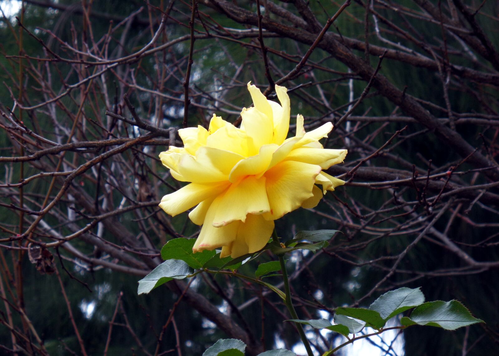 Sony Cyber-shot DSC-W830 sample photo. Yellow rose, rose, yellow photography