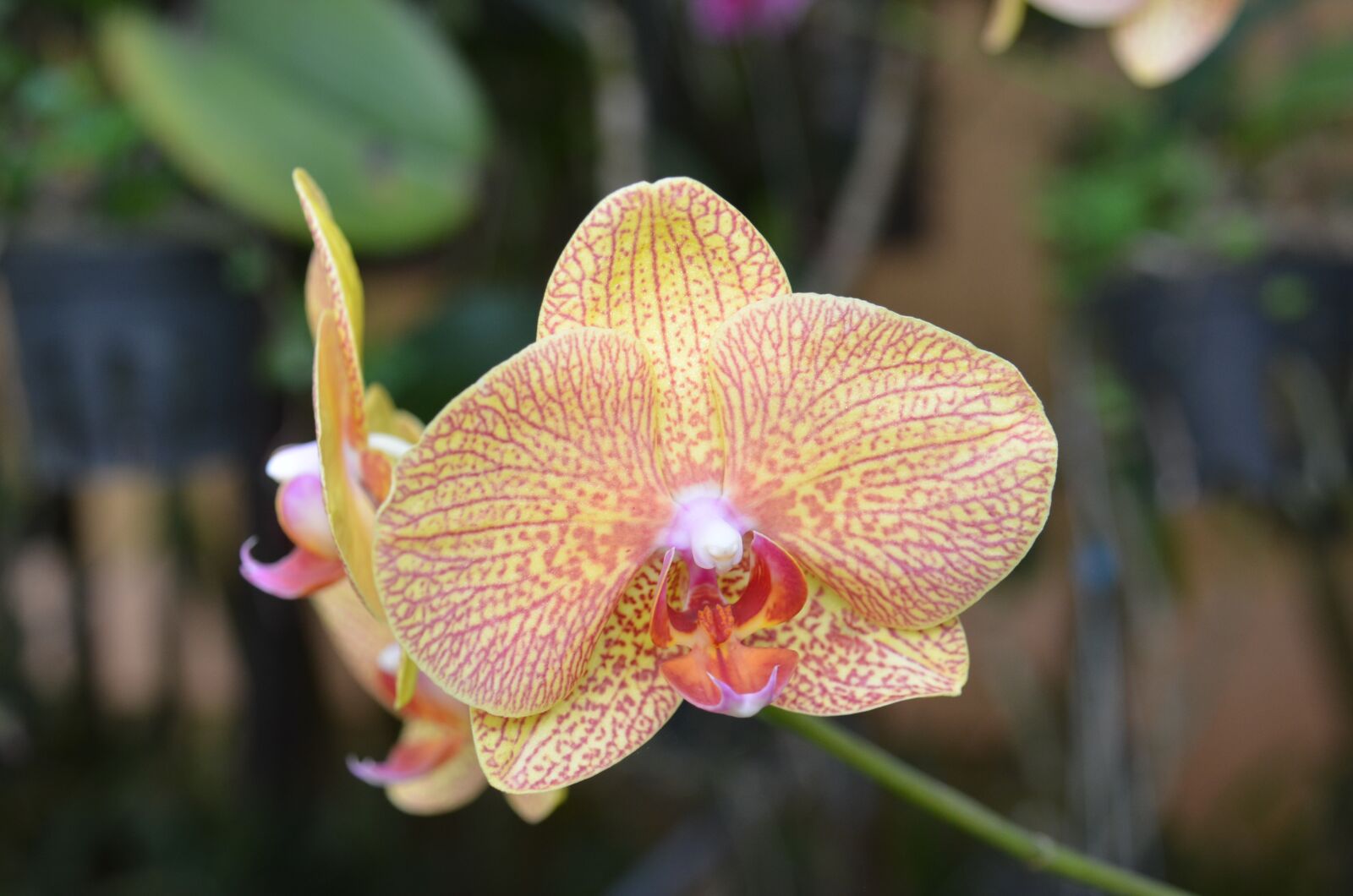 Nikon D7000 sample photo. Nature, flower, plant photography