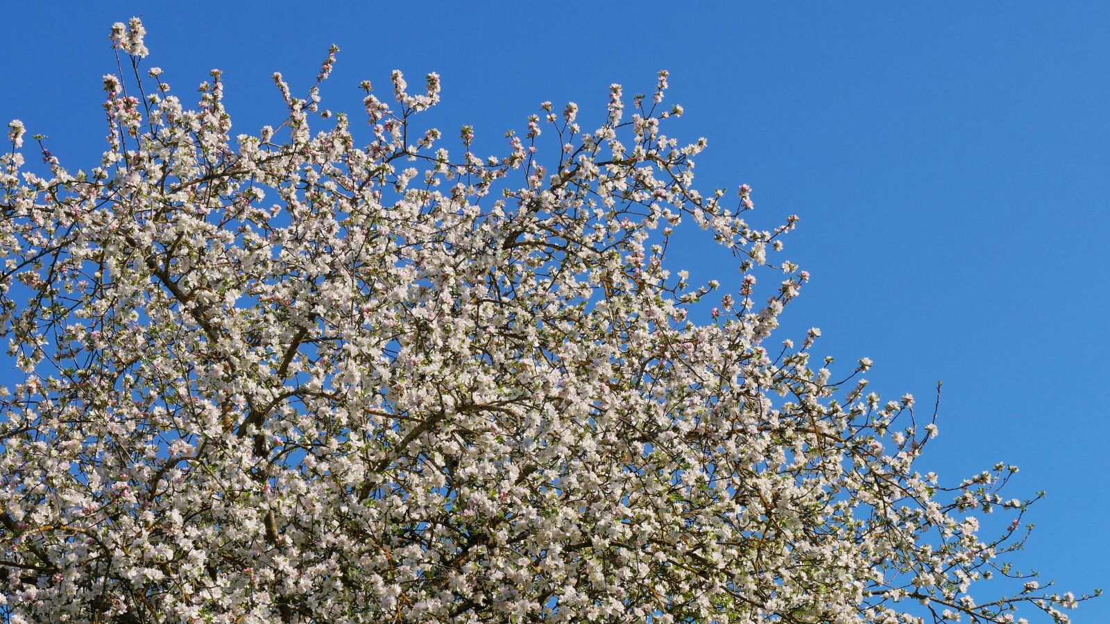 Panasonic DMC-G81 sample photo. Spring, fruit tree, fruit photography