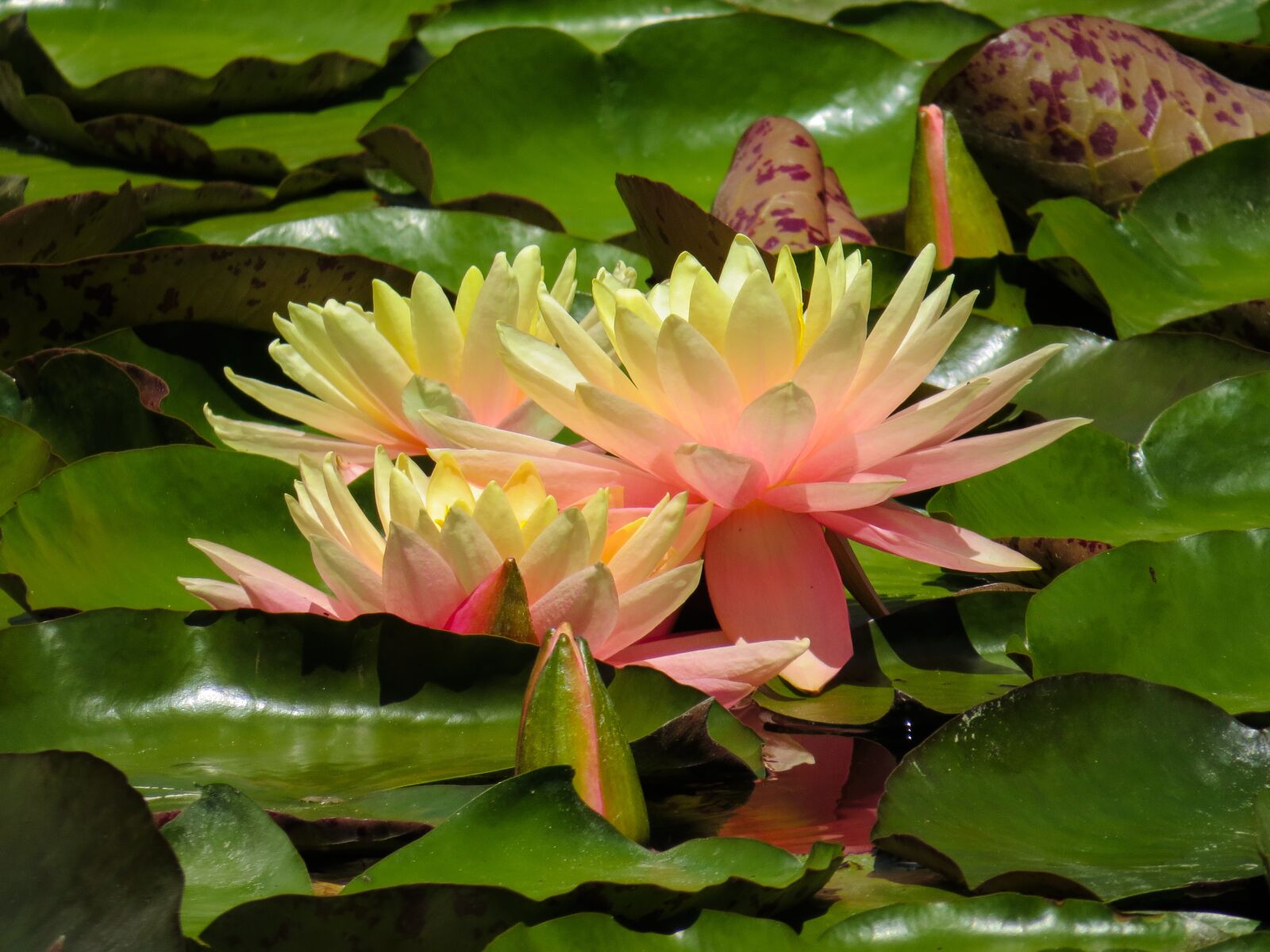 Canon PowerShot SX50 HS sample photo. Nature, water, flower photography