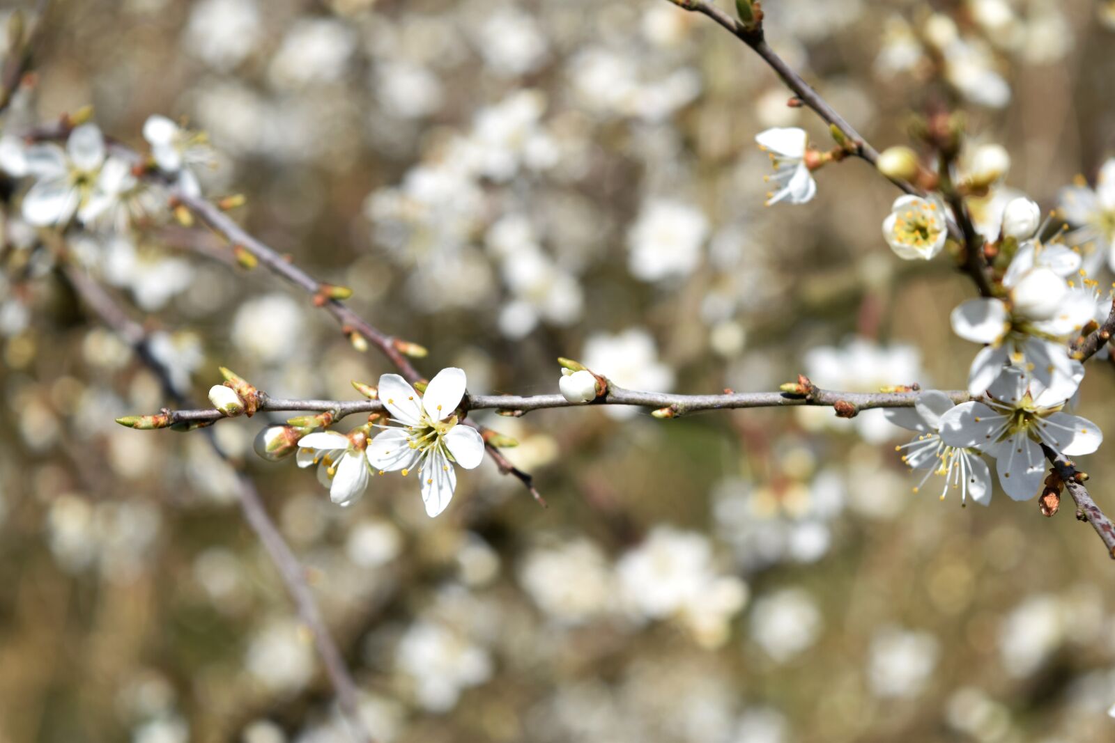 Nikon D5300 sample photo. Flowers, white, spring photography