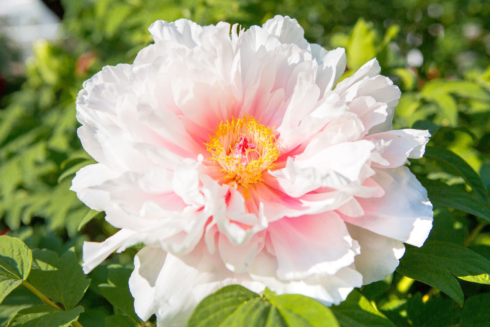 Canon EF 24-70mm F2.8L USM sample photo. Peony, summer, spring photography