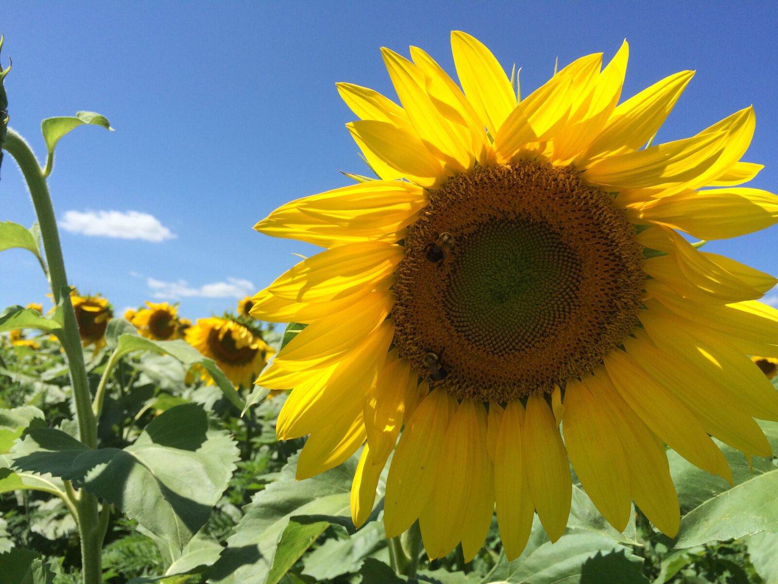 iPhone 5s back camera 4.15mm f/2.2 sample photo. Sunflower, flowers, summer photography