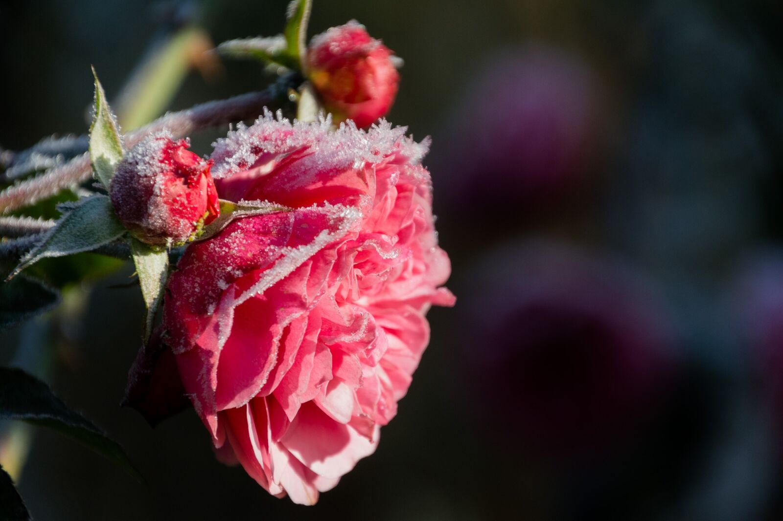 Nikon D7100 sample photo. Rose, hoarfrost, flower photography