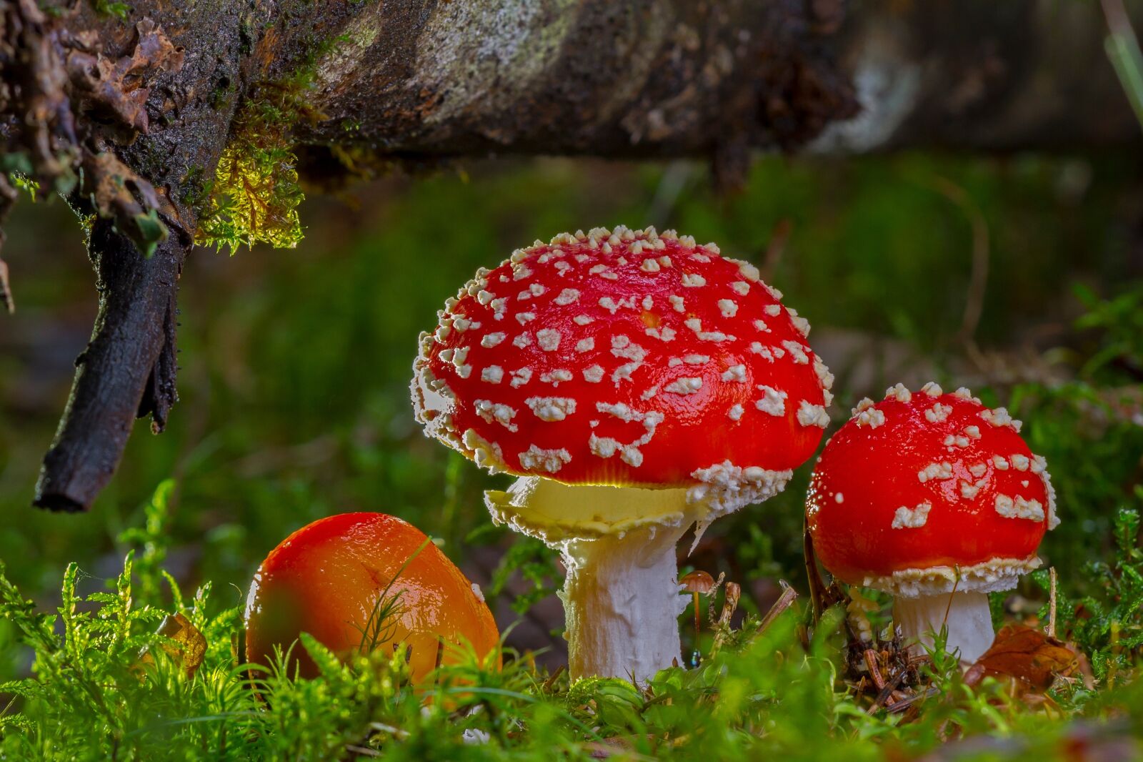 Canon EOS 7D sample photo. Fly agaric, mushroom, red photography