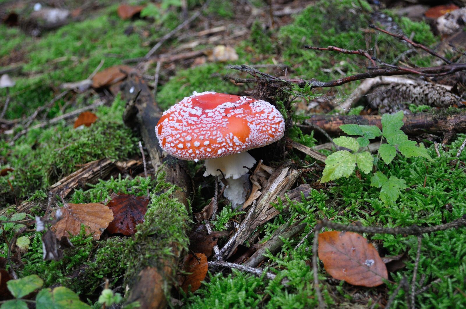 Nikon D5000 sample photo. Fly agaric, forest, red photography