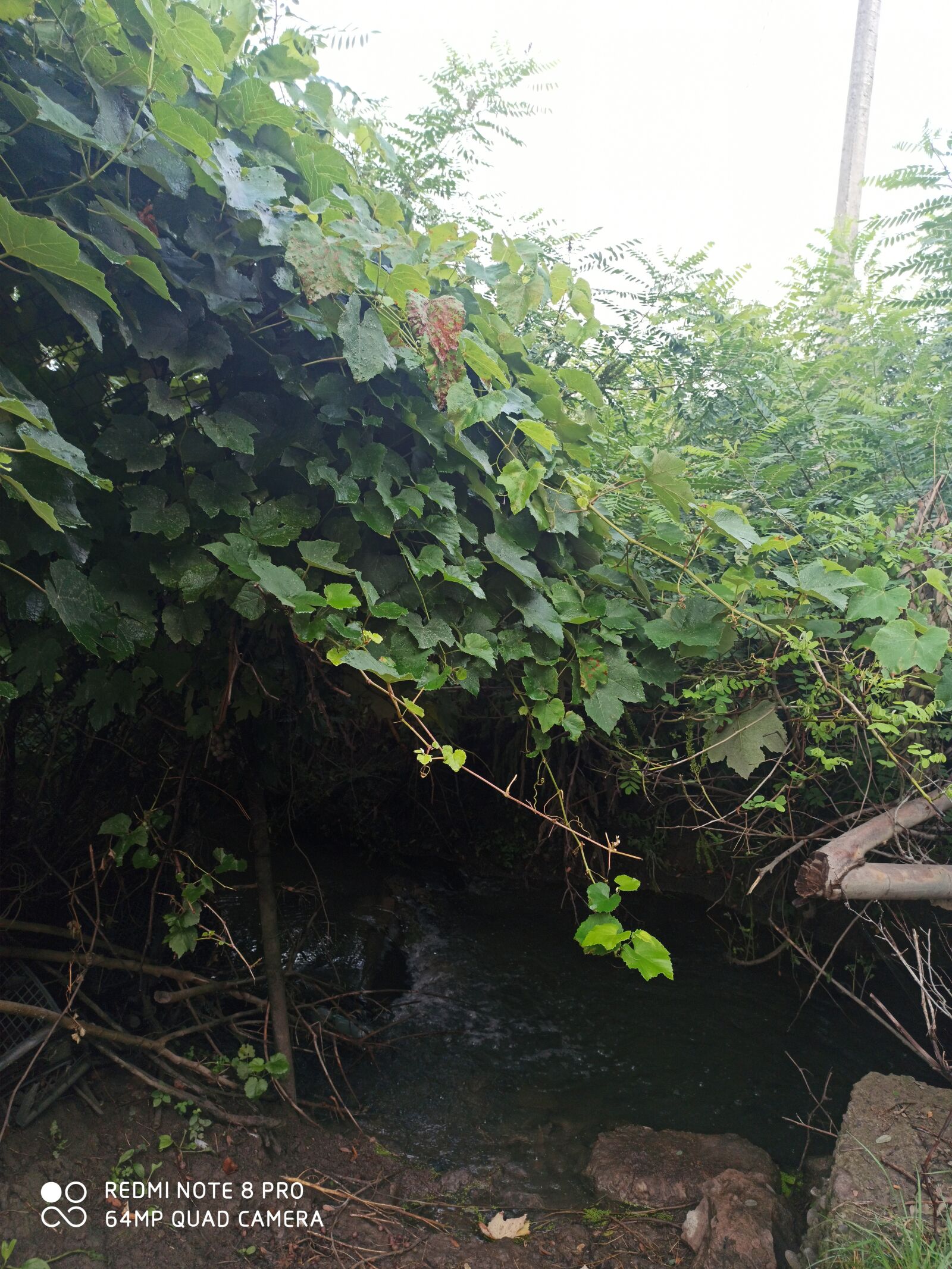 Xiaomi Redmi Note 8 Pro sample photo. Nature, beauty, relax photography