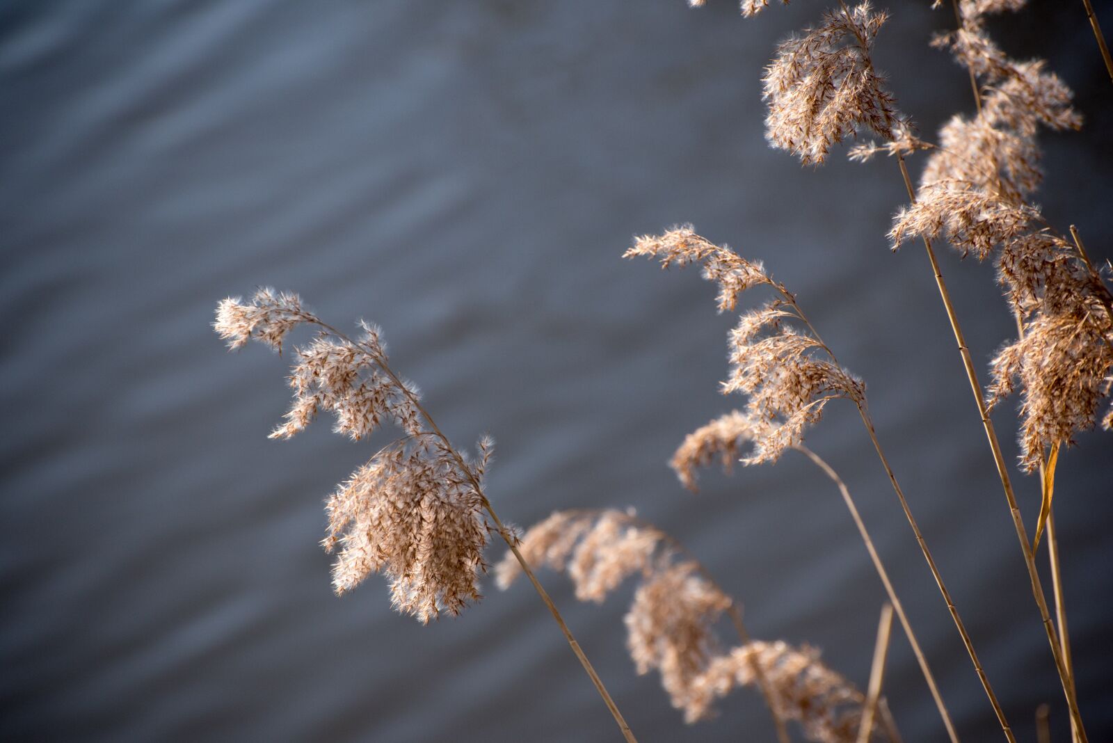 Nikon D750 sample photo. Reed, water, nature photography